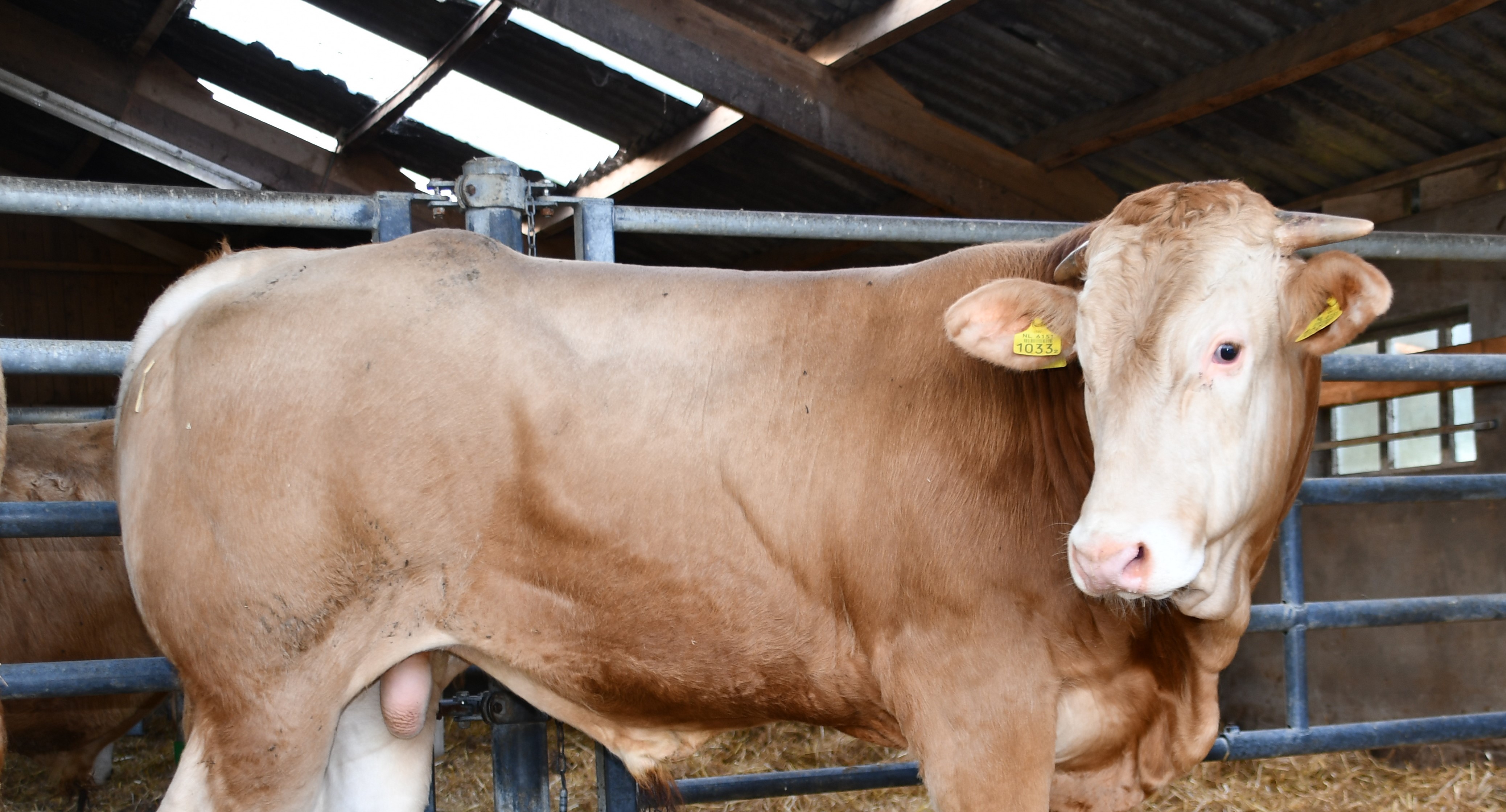 Stambomen stieren opfokstation in Laren