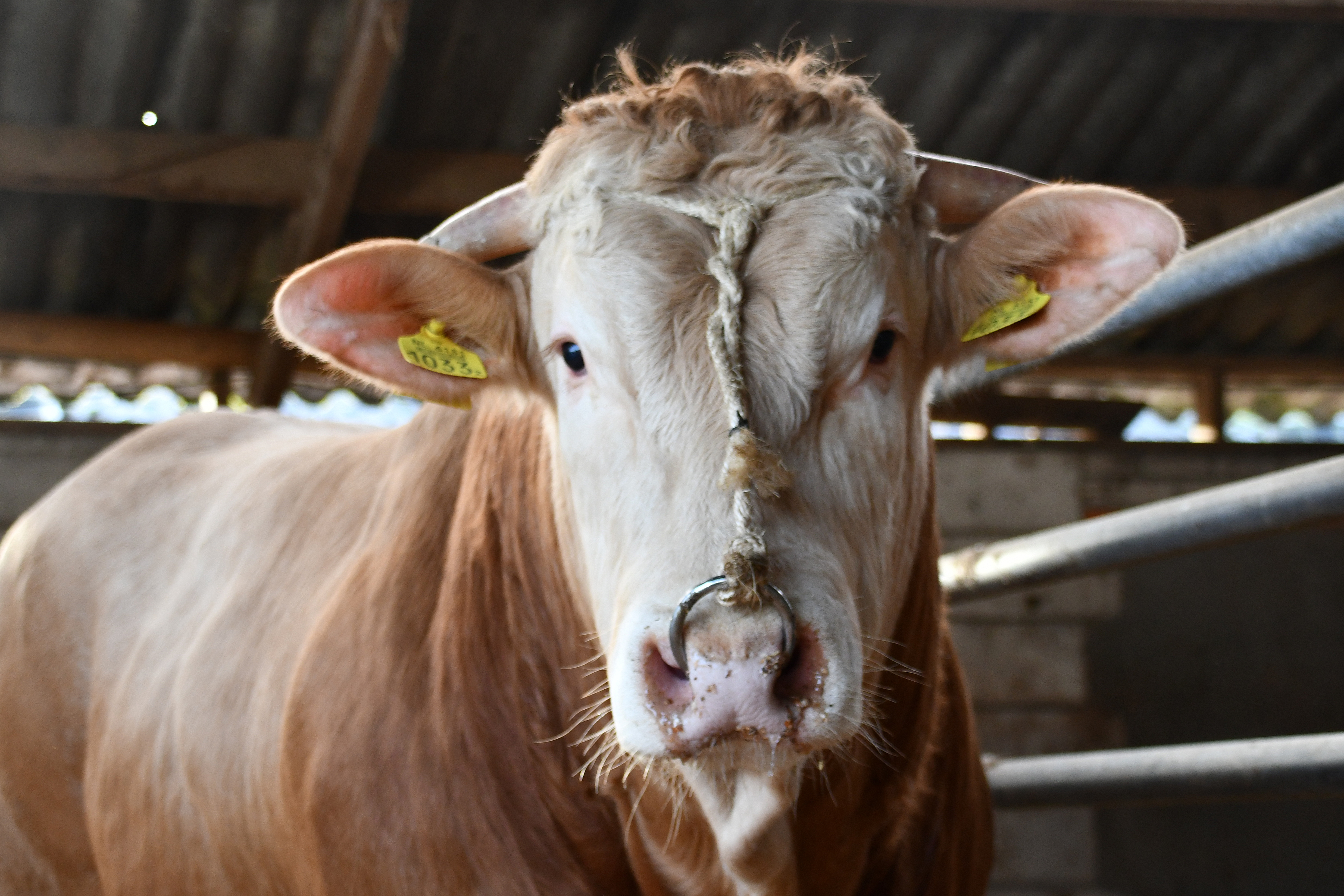 De logés op het opfokstation in Laren: Bakersfield Thornspic