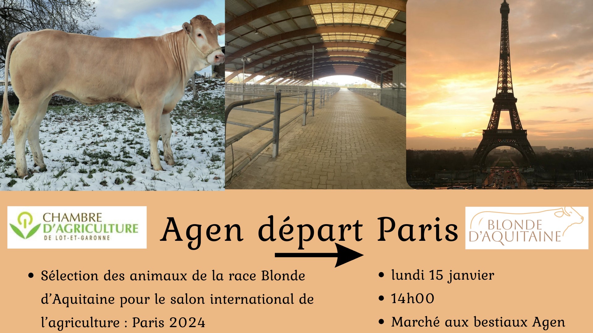 Definitieve aanwijzing Blondes naar de SIA Parijs in Agen