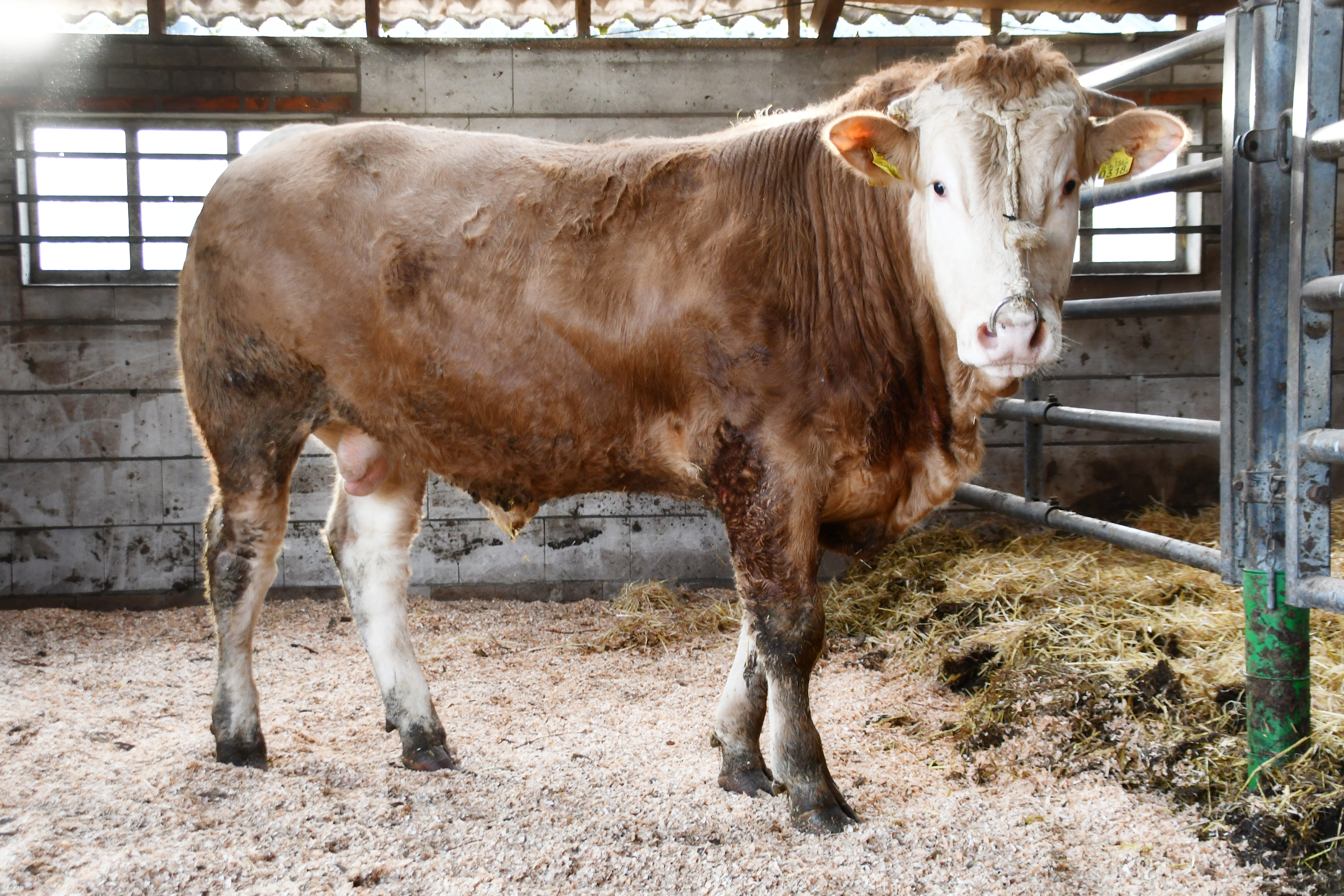 De logés op het opfokstation: Tito van de Woeste Hoeve