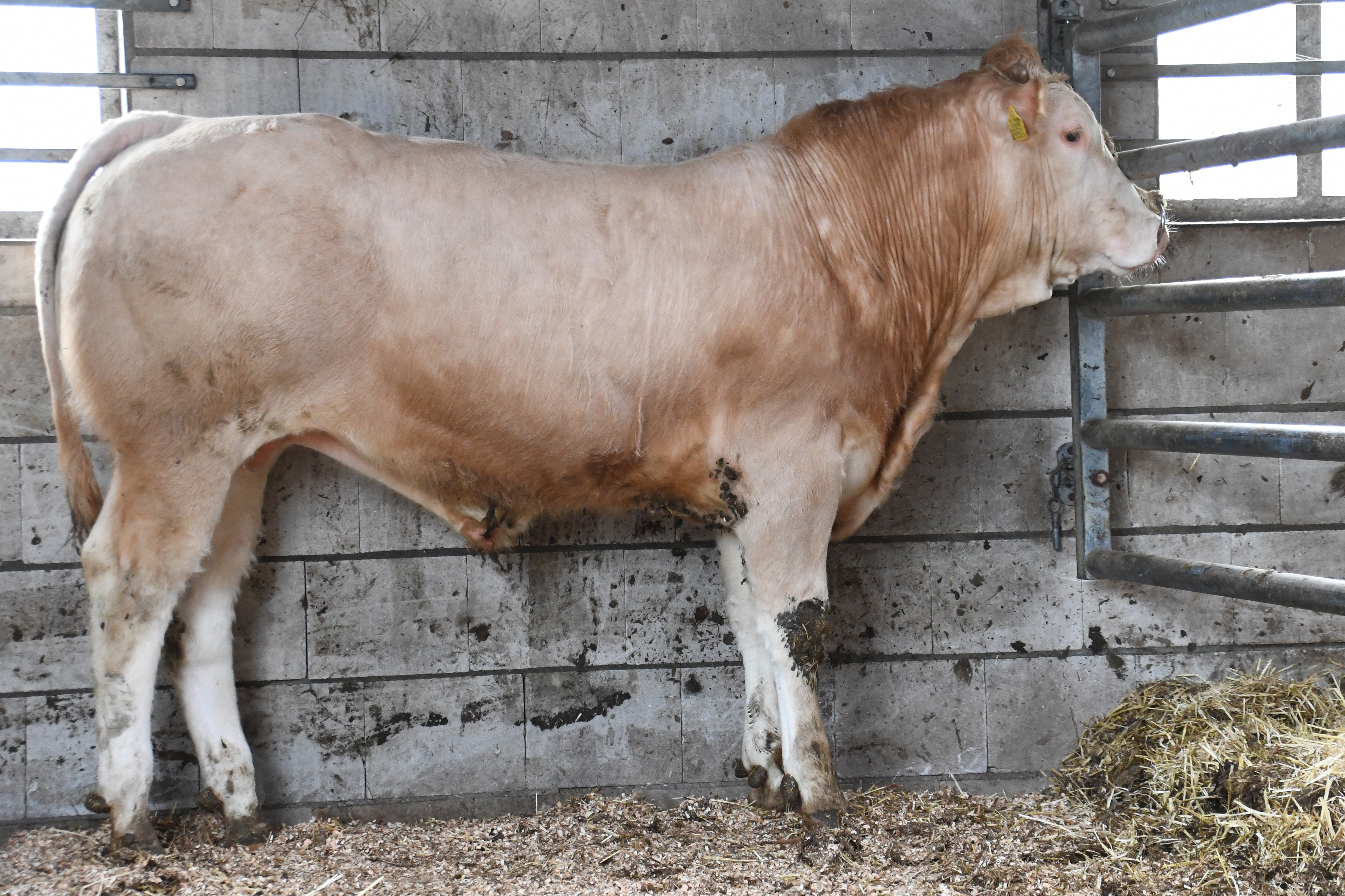 De logés op het opfokstation: United