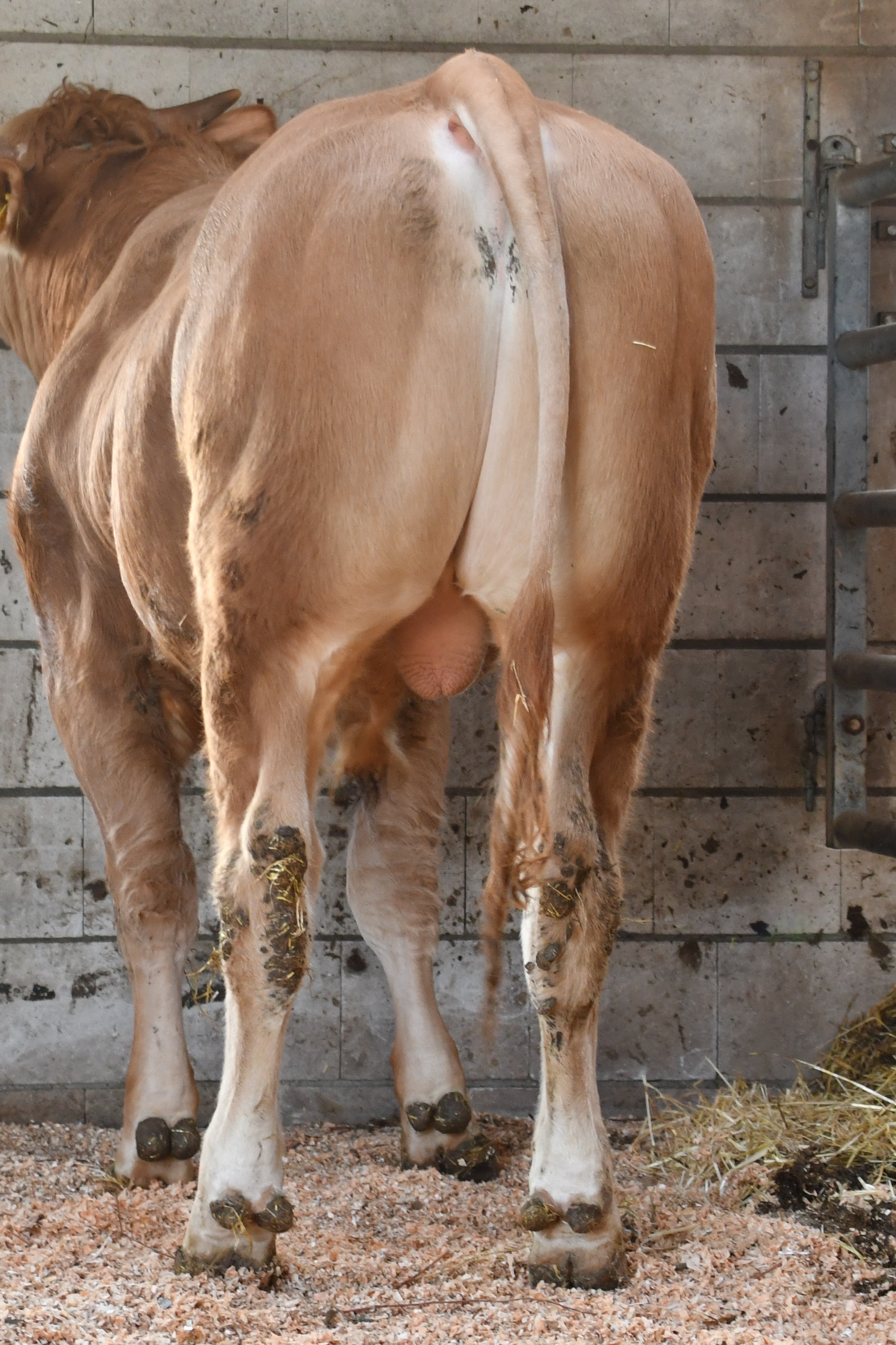 De logés op het opfokstation: Bakersfield Tokio