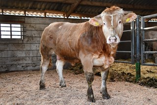 Tijger van de Woeste Hoeve