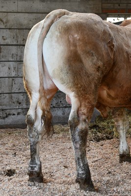 Tijger vd Woeste Hoeve b