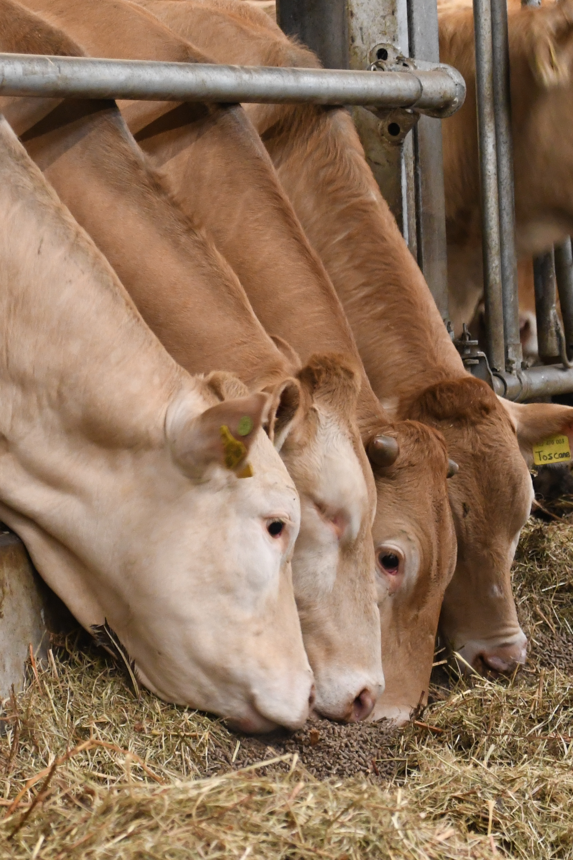 Bovenbalk scores online veiling 9 maart