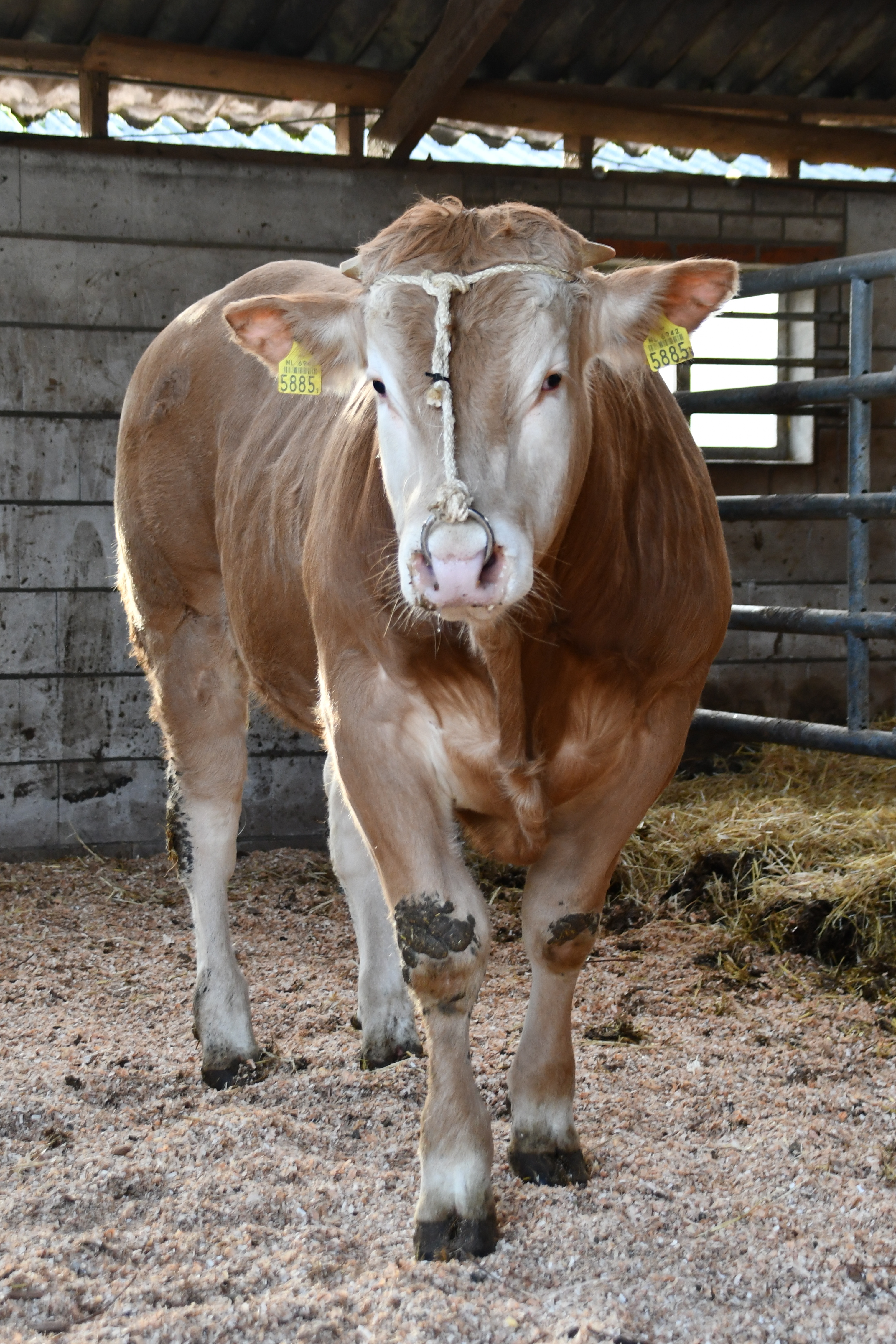 Weegmoment voor cijfers op het opfokstation