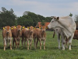 koe en kalveren