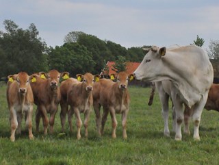 koe en kalveren