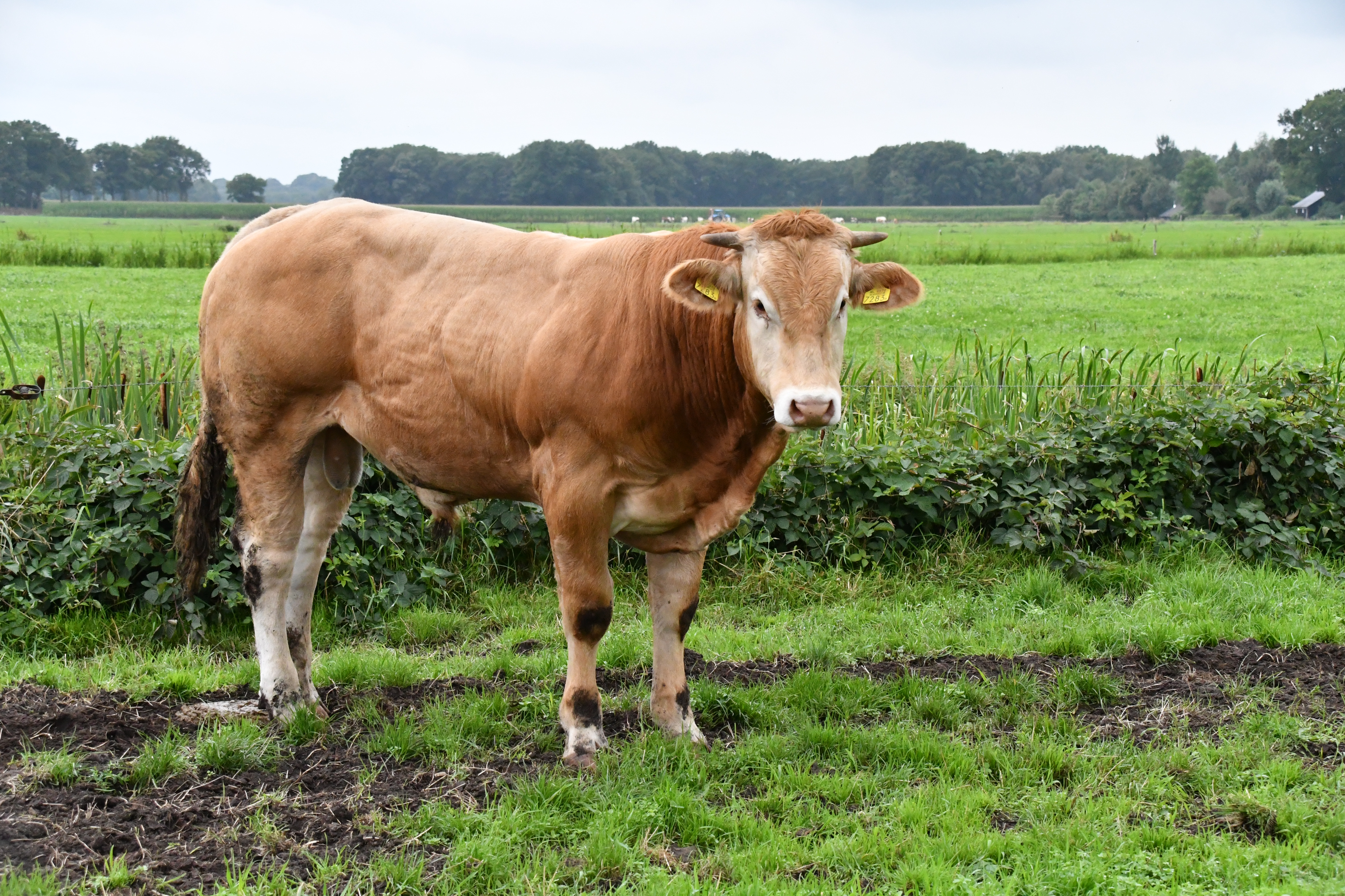 Foto's stieren online veiling 9 maart UPDATE