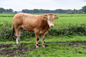 jong stiertje