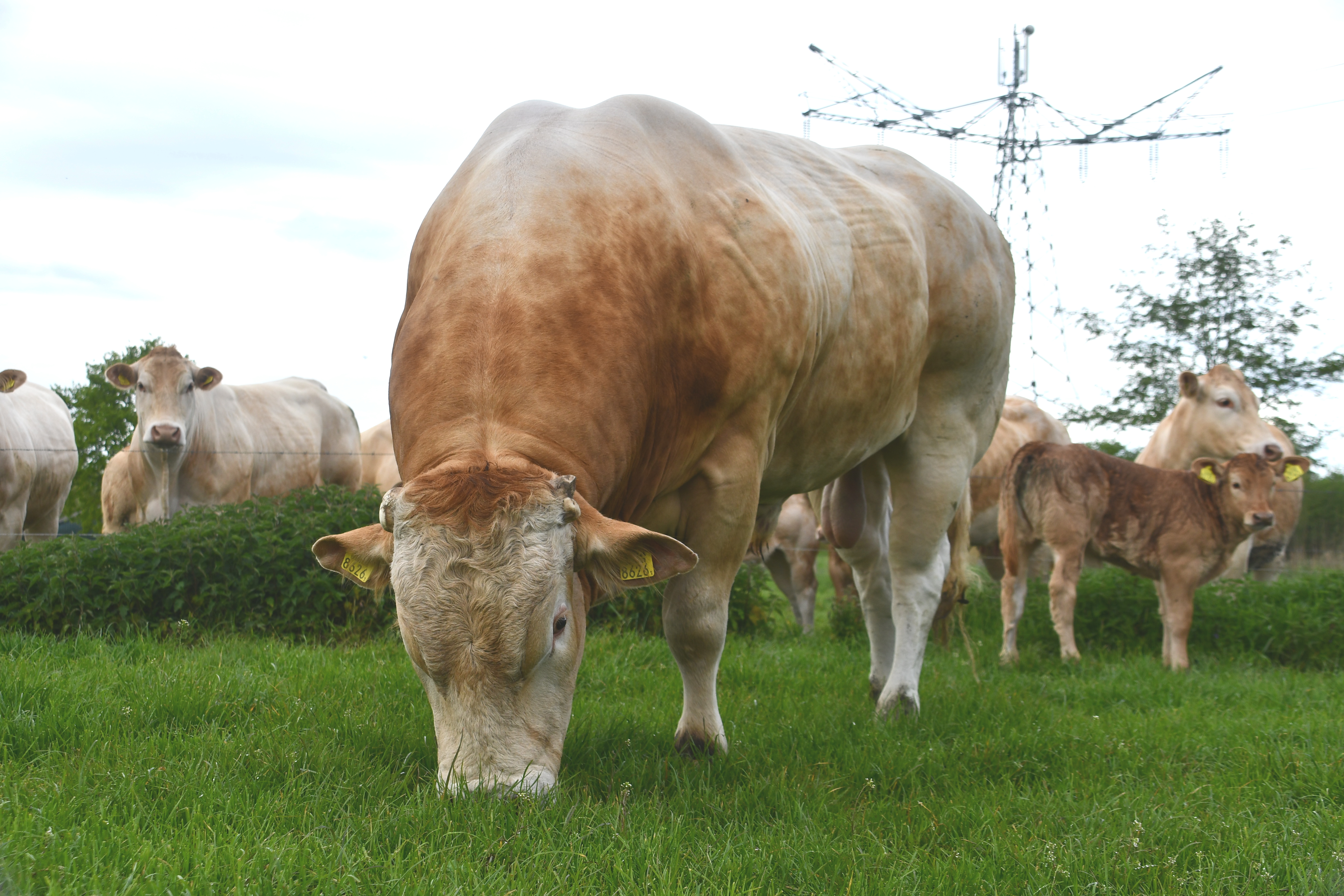 Nieuwe IBOVAL index Franse fokstieren