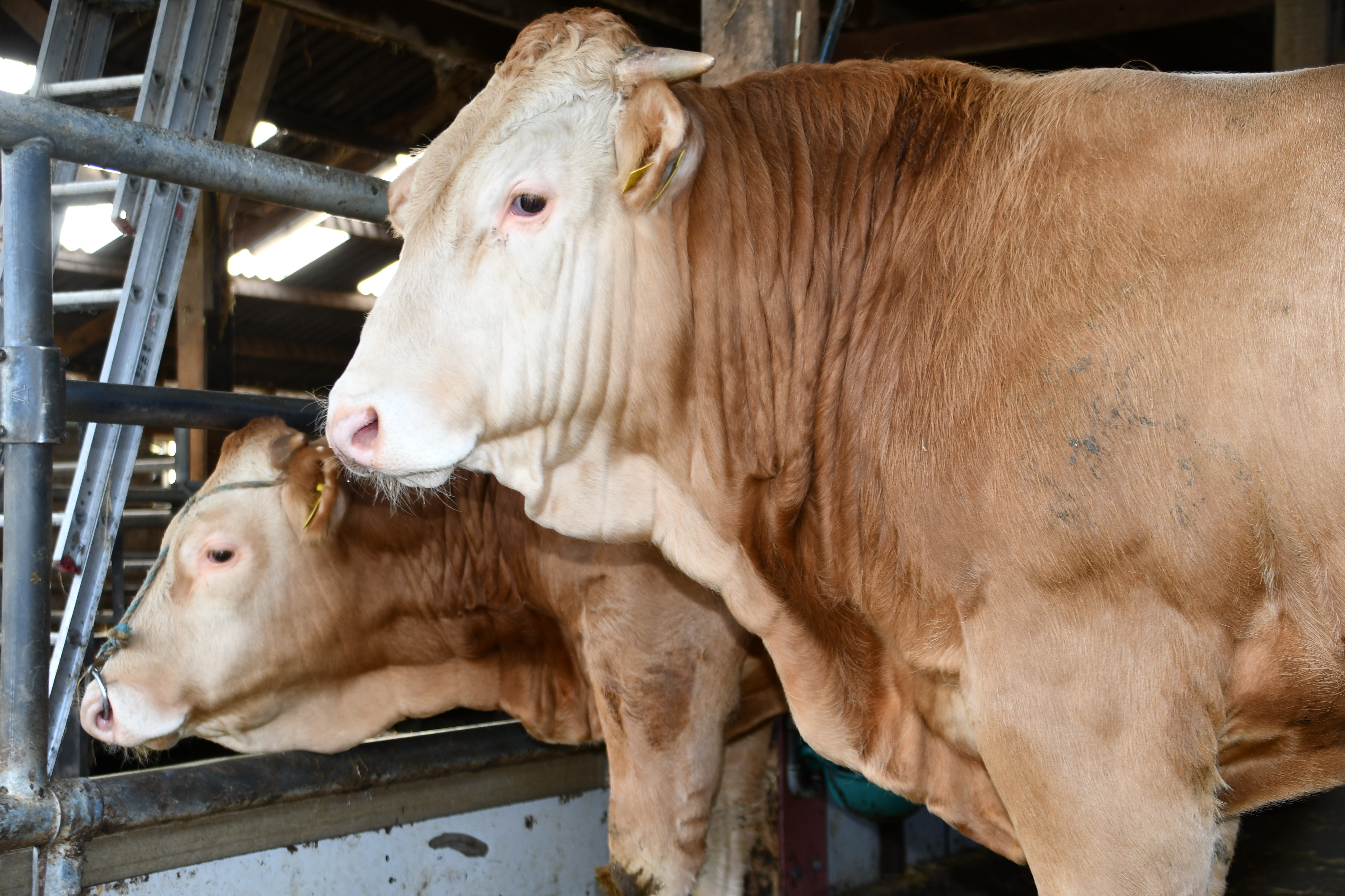 Stieren onlineveiling zaterdag 9 maart op de video
