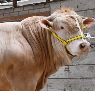 BAC Tijger van de Woeste Hoeve front