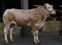Urbanus vd Woeste Hoeve