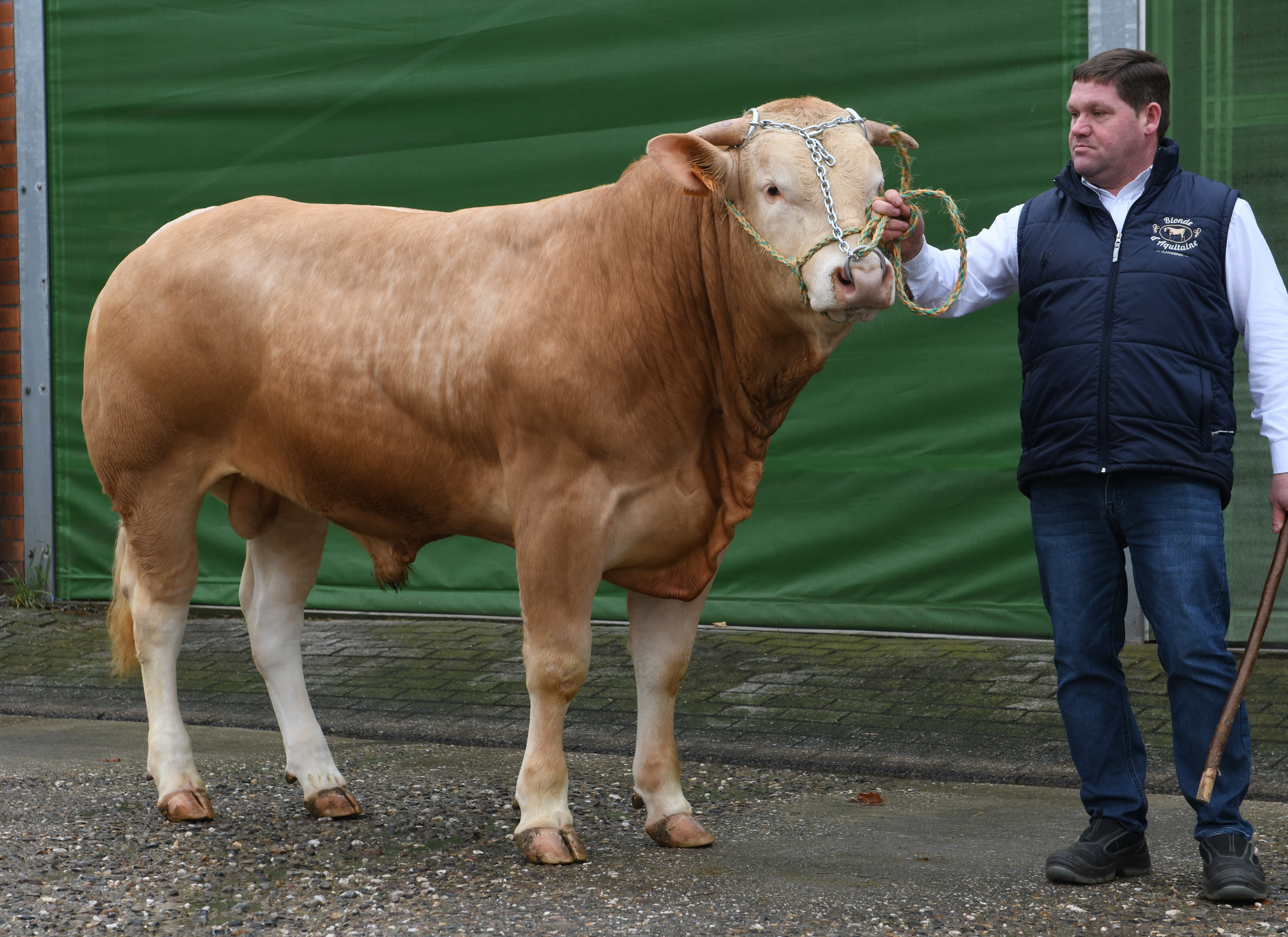 Tornado veilingtopper op de Online veiling van het COT