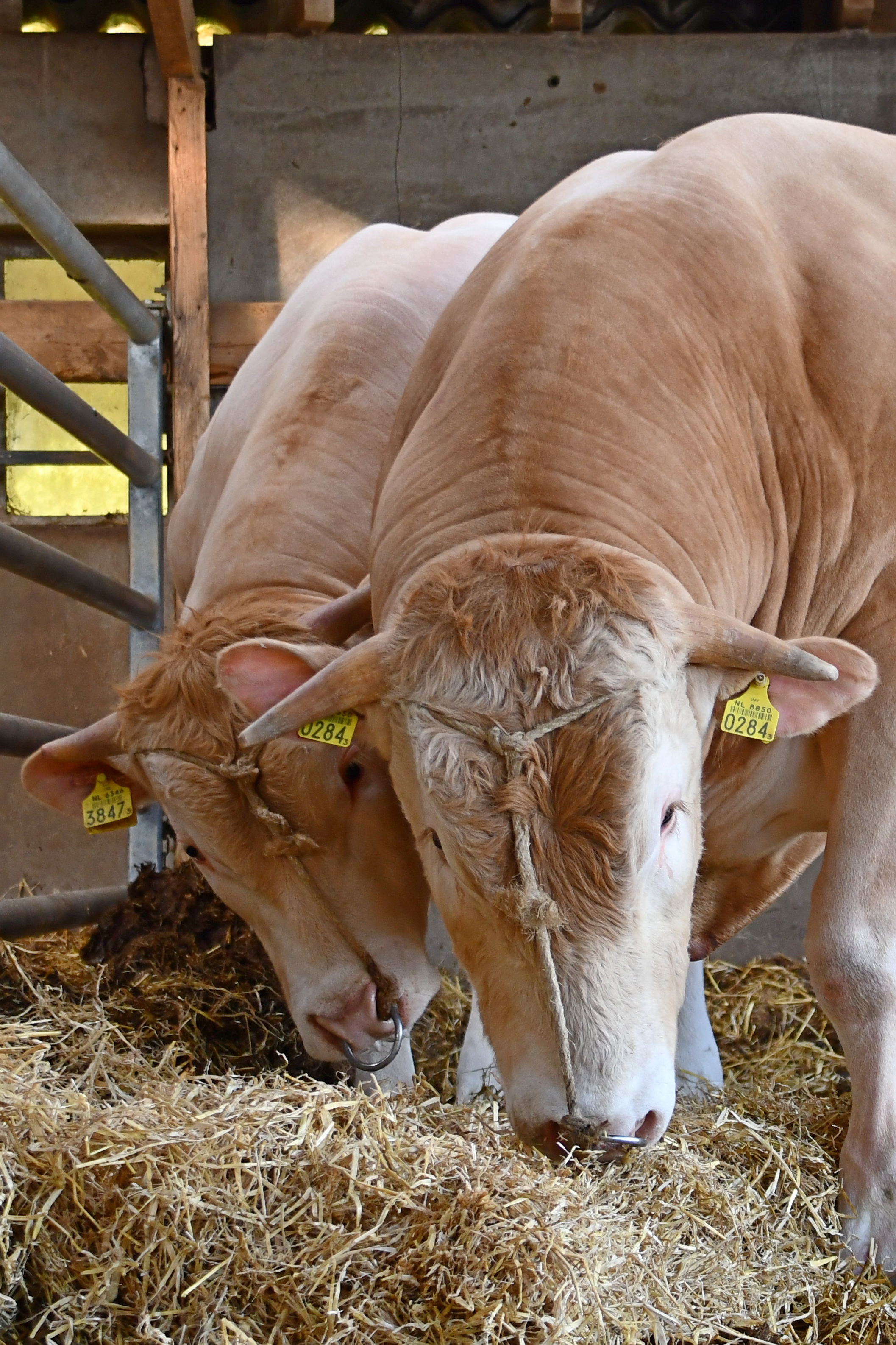 Extra foto's BAC-veilingstieren