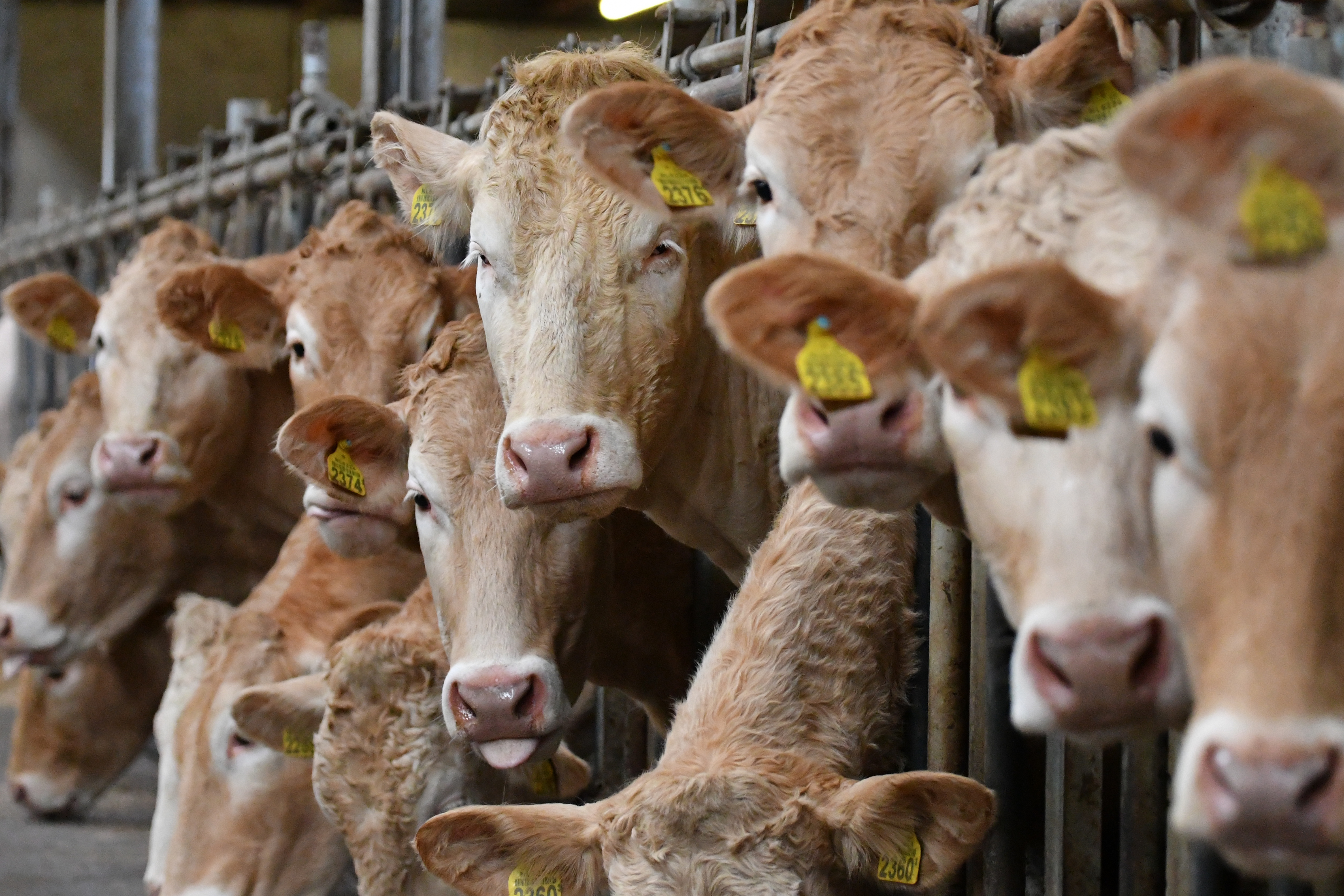 Fokkerij familie Dieker volledig afgestemd op de winkel