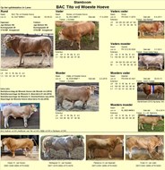 BAC Tito vd Woeste Hoeve (Romeo vd WH x Olijfje vd WH)fotostamboom