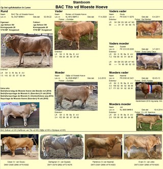 BAC Tito vd Woeste Hoeve (Romeo vd WH x Olijfje vd WH)fotostamboom