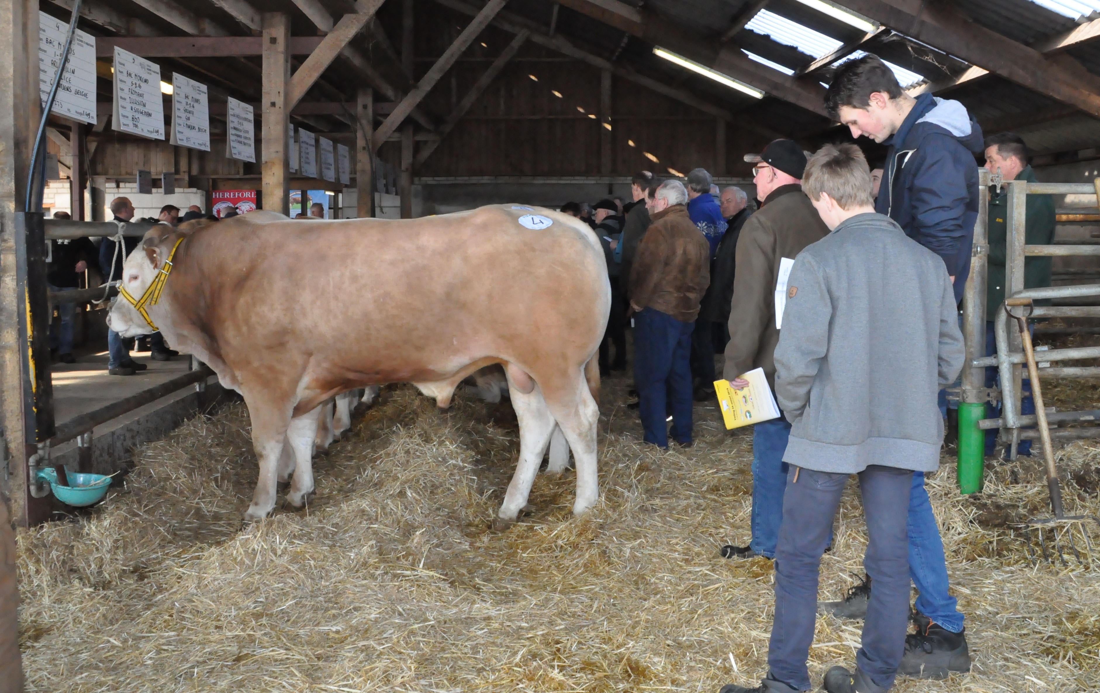 Warm Welkom op de veiling van de BAC-fokstieren