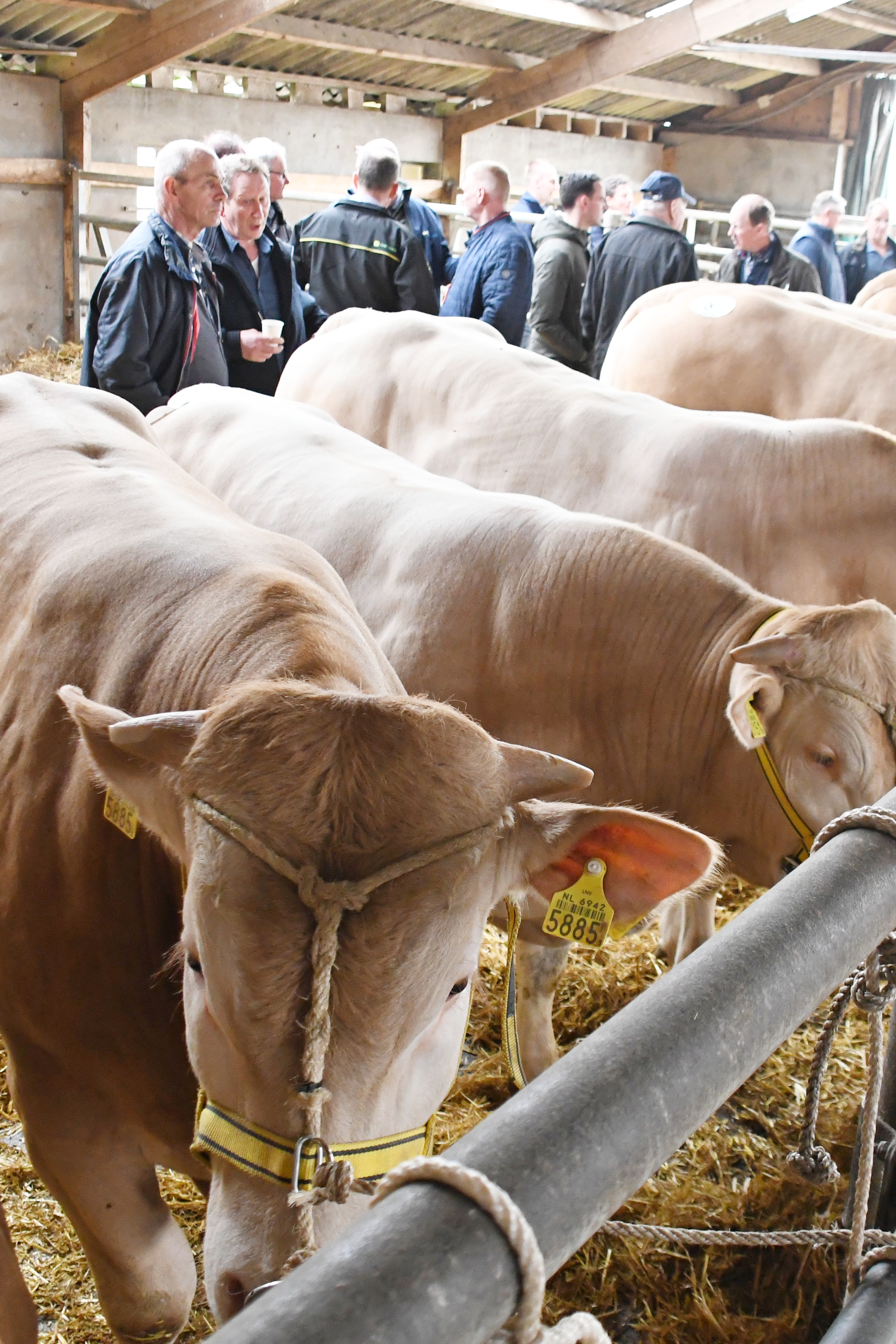 Geselecteerde jonge stieren naar het opfokstation voor nieuwe testperiode