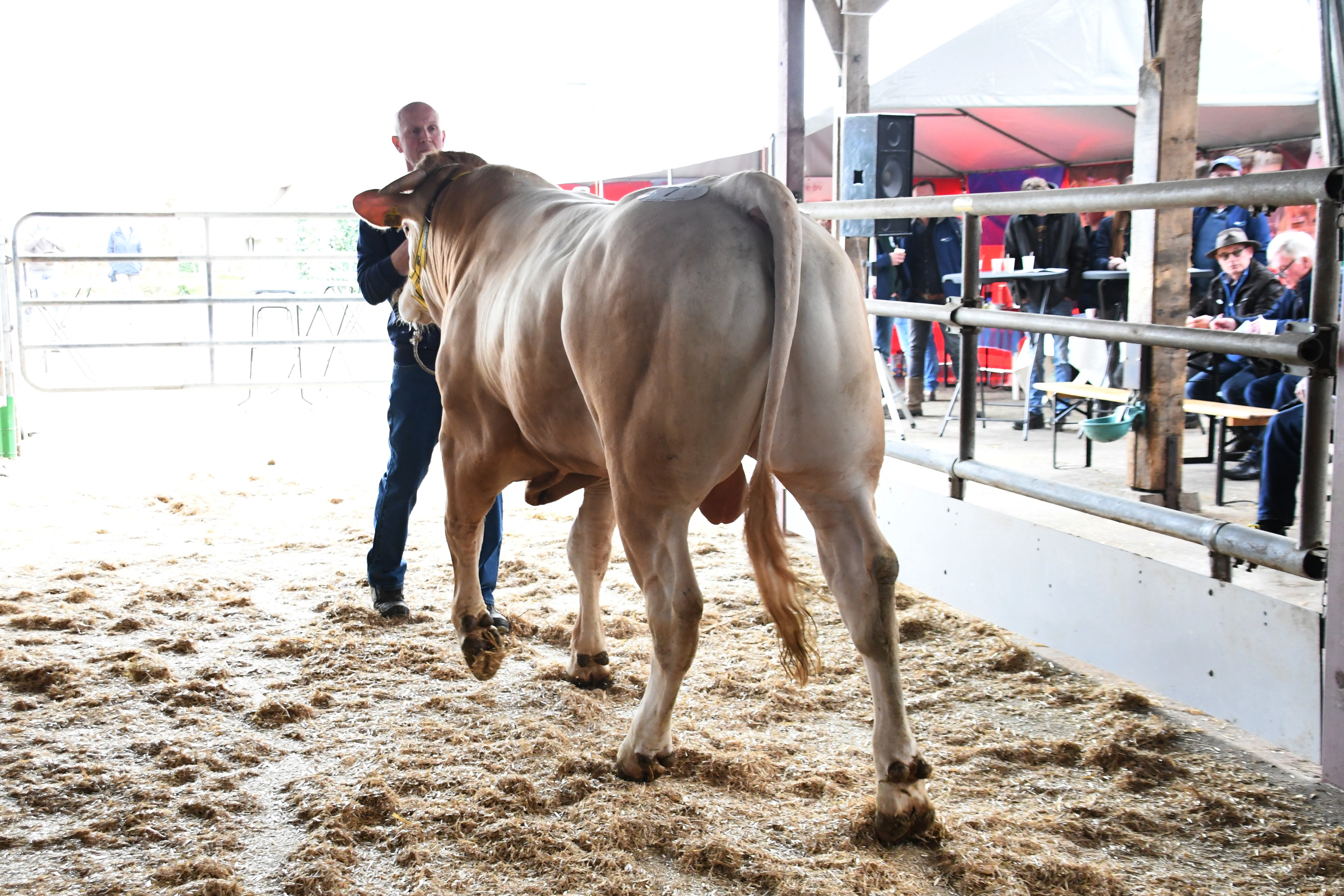 Najaarsveiling Laren op zaterdag 28 september