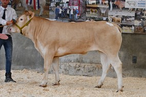 42 Tulipe van de Woeste Hoeve