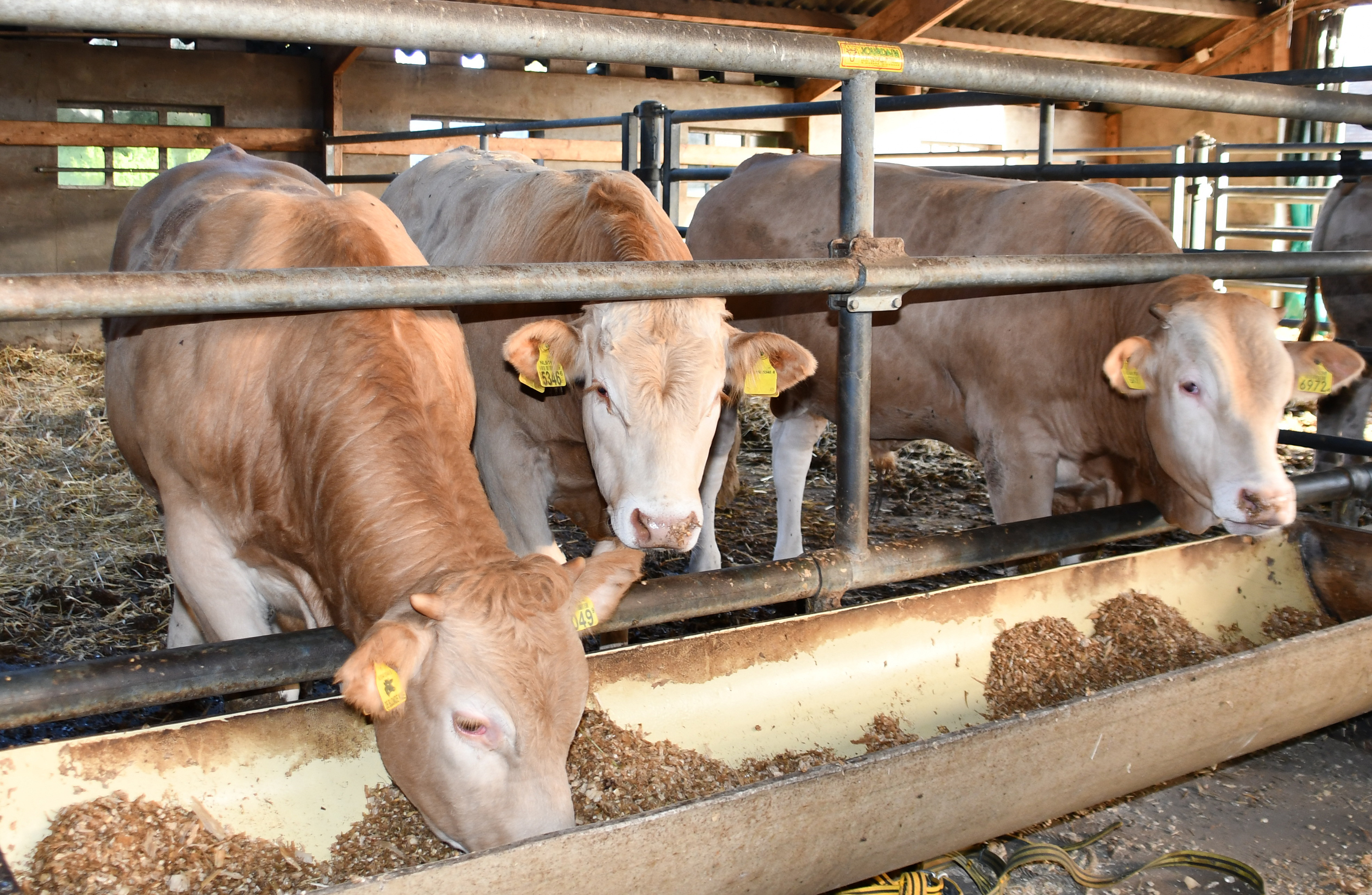Aanmelden stiertjes voor BAC centrale opfok