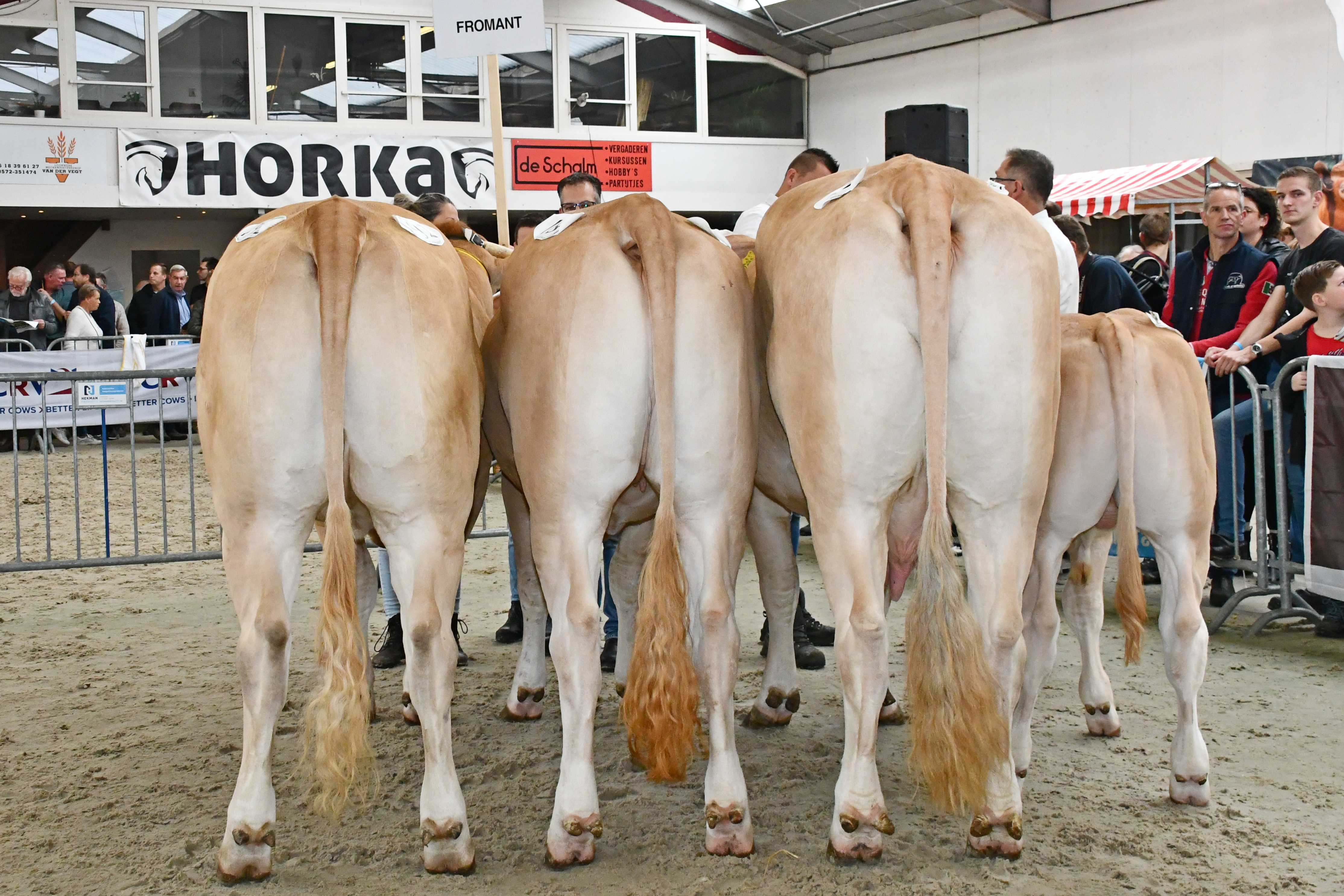 Nieuwe fokwaarden exterieur 