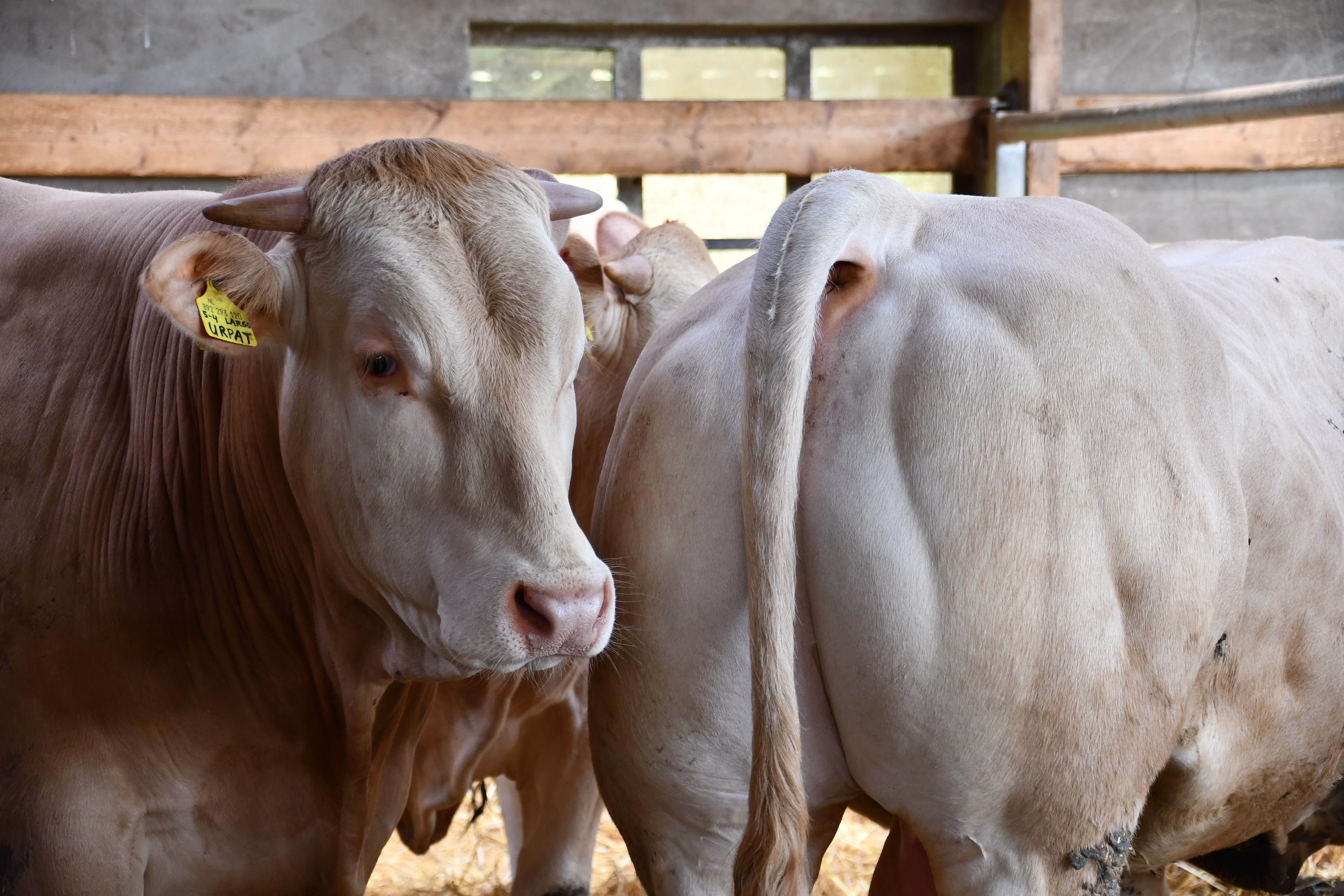 BAC veilingstieren ingeschreven