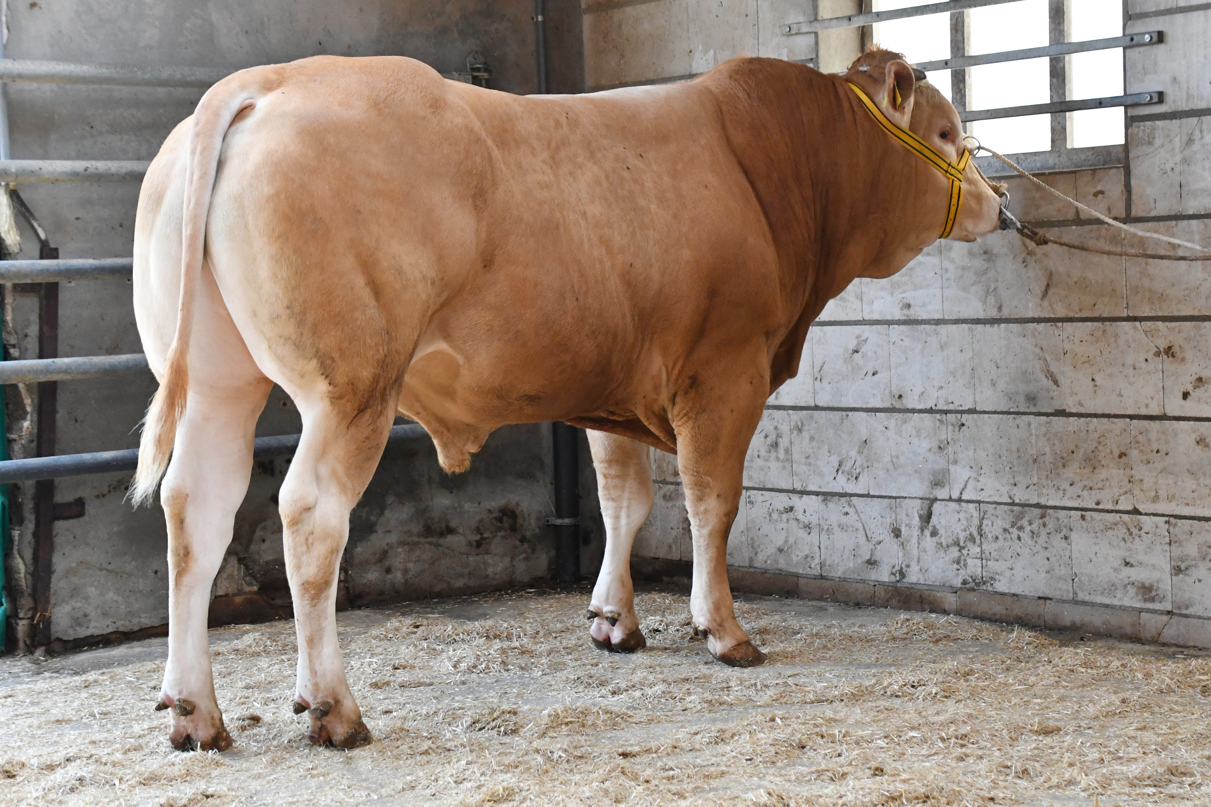 Standfoto's BAC-veilingstieren online