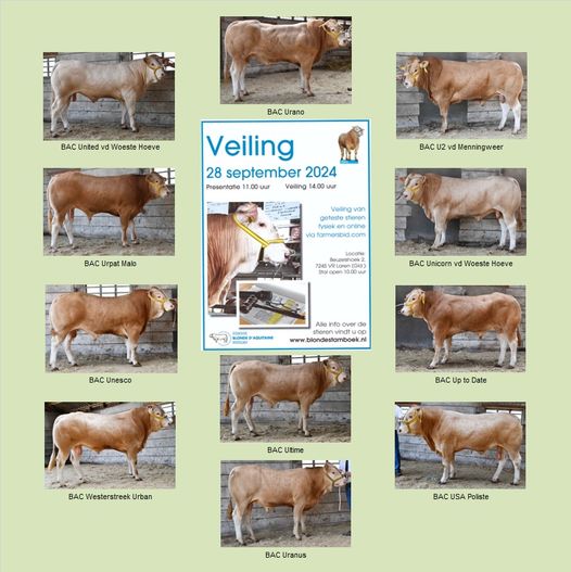 Fotostambomen van de BAC-veilingstieren