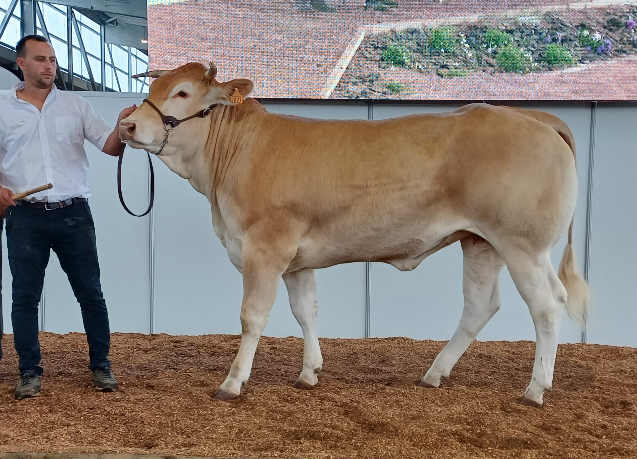 Tanzanie Algemeen Kampioen in Saint Gaudens