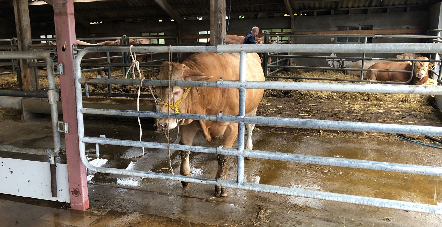 Morgen BAC veiling in Laren