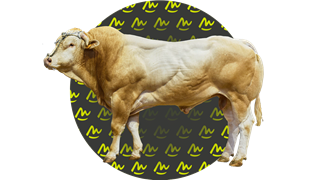 Blondekeuring LIVE op Sommet de L'Elevage in Cournon