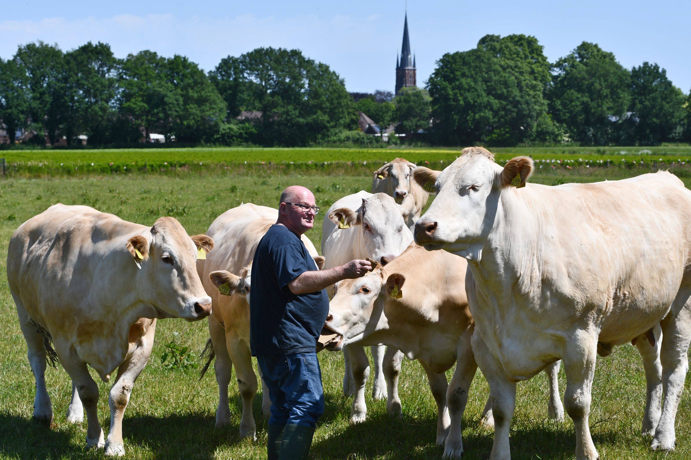 Blonde d’Aquitaine Mamiron’s Hoeve Joyce breekt record