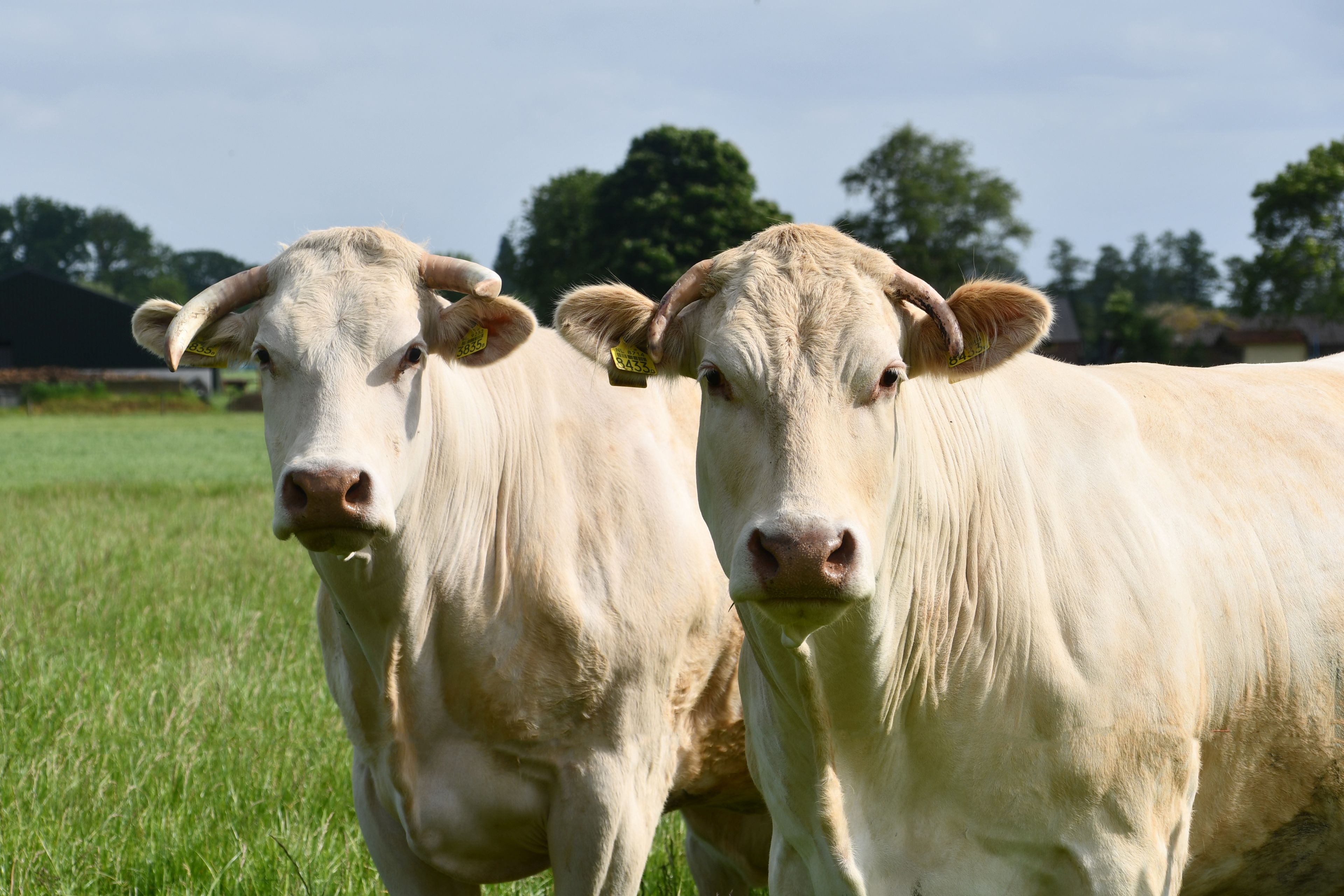 Bedrijfsinspectie voor economische Blondes
