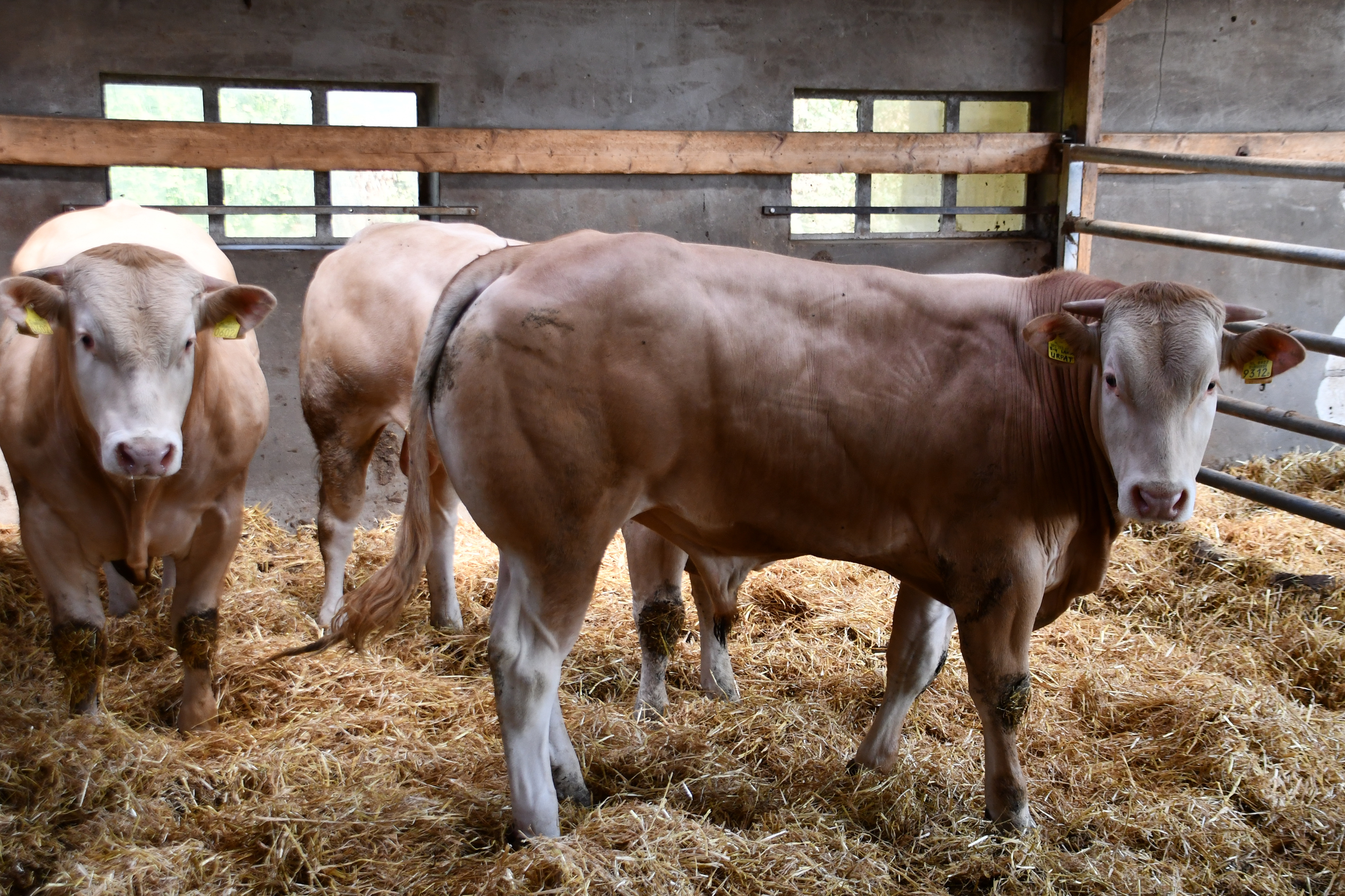 Aanmelden stiertjes voor centrale opfok BAC