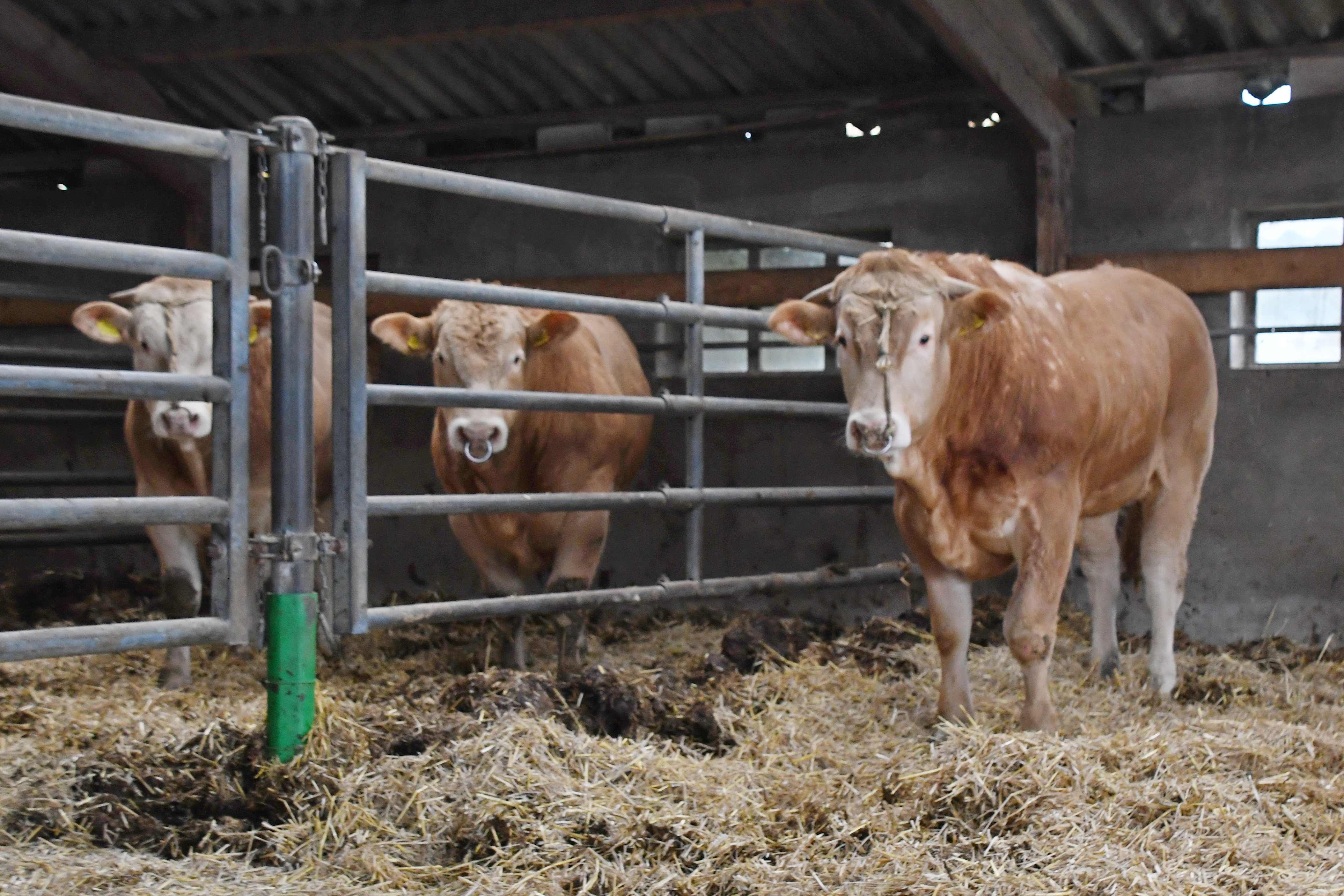 Kijkje bij de stieren in opfok