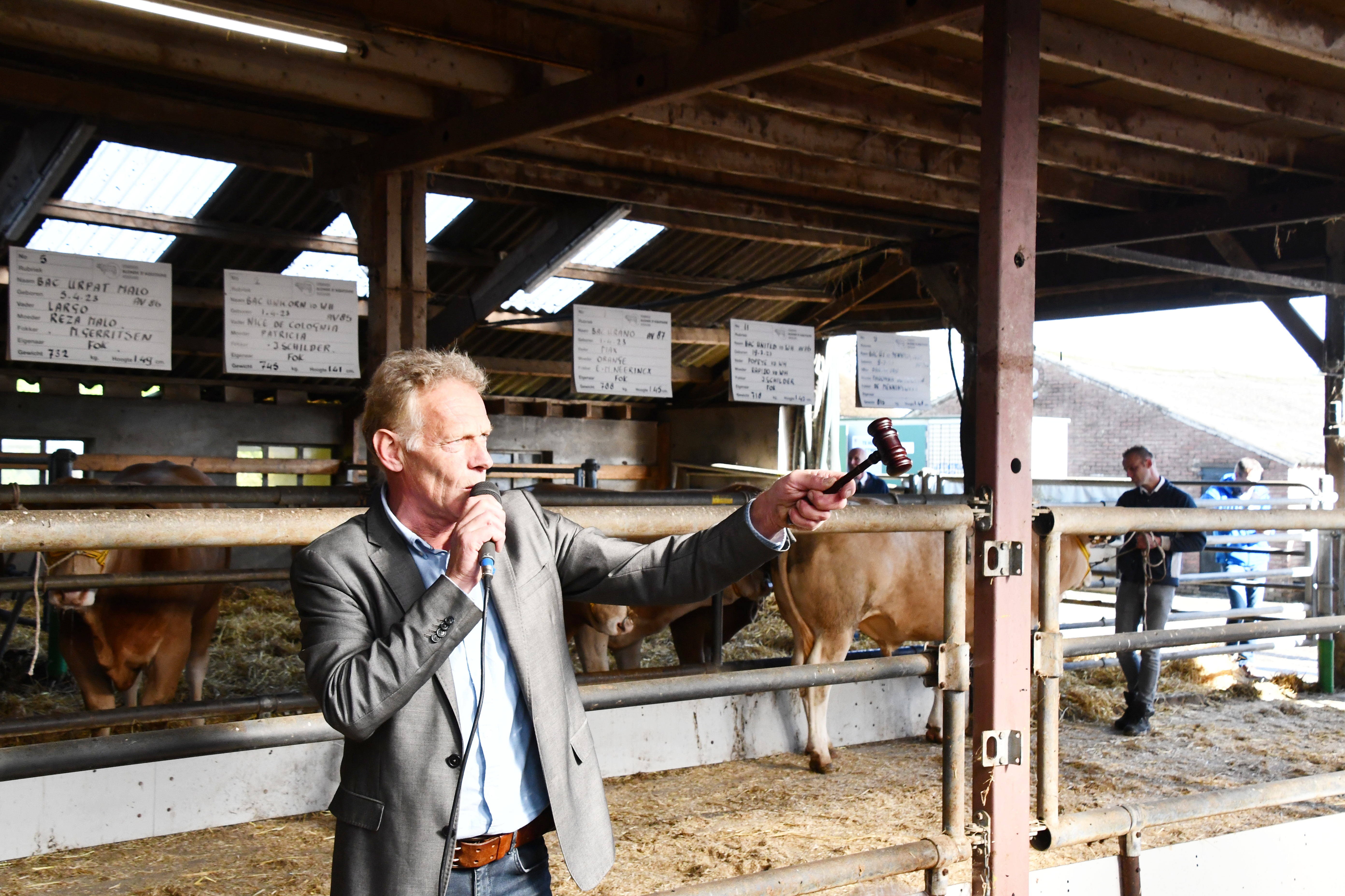Stambomen stieren in opfok BAC