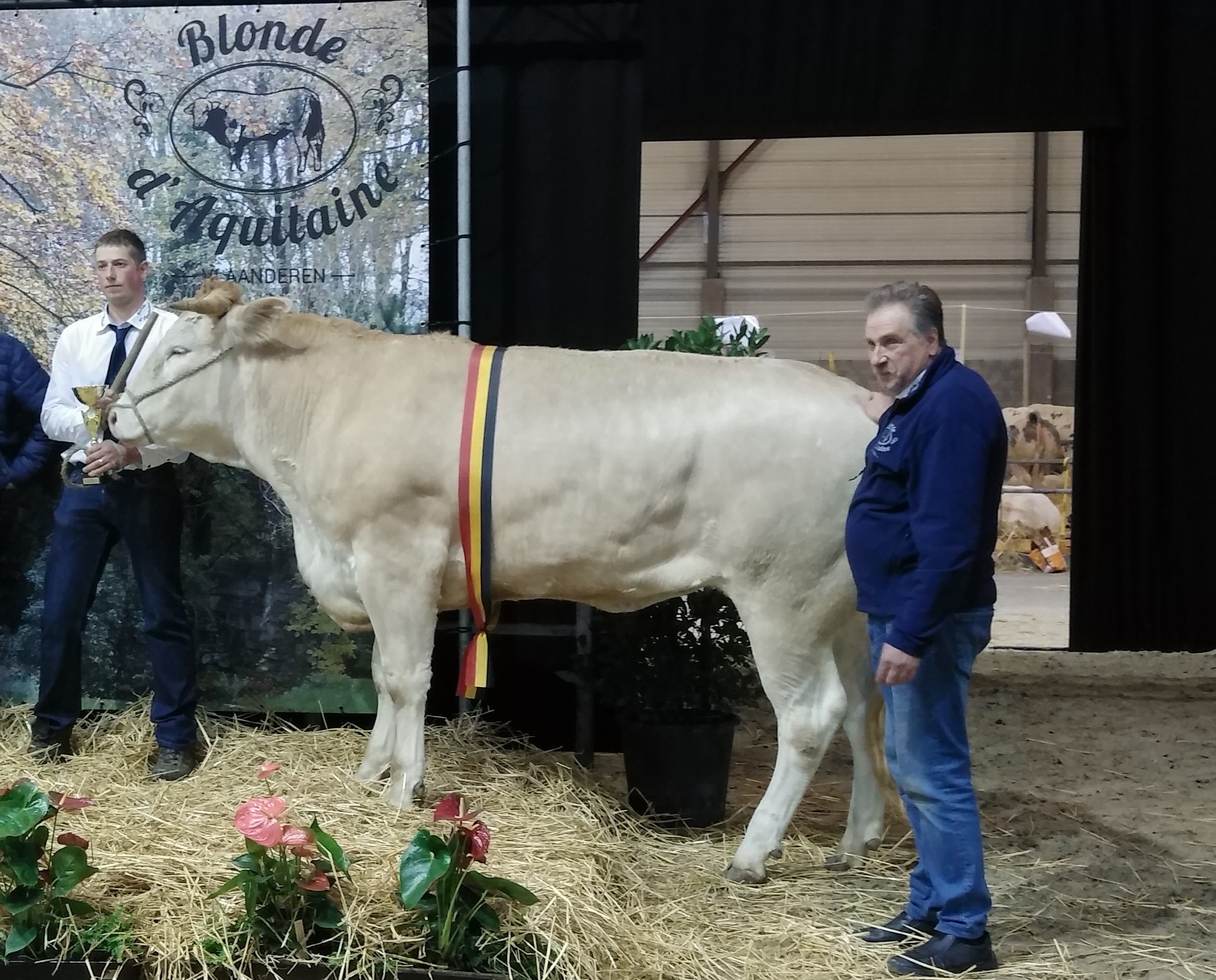 Blonde d’Aquitaine keuring op de Agriflanders in Gent