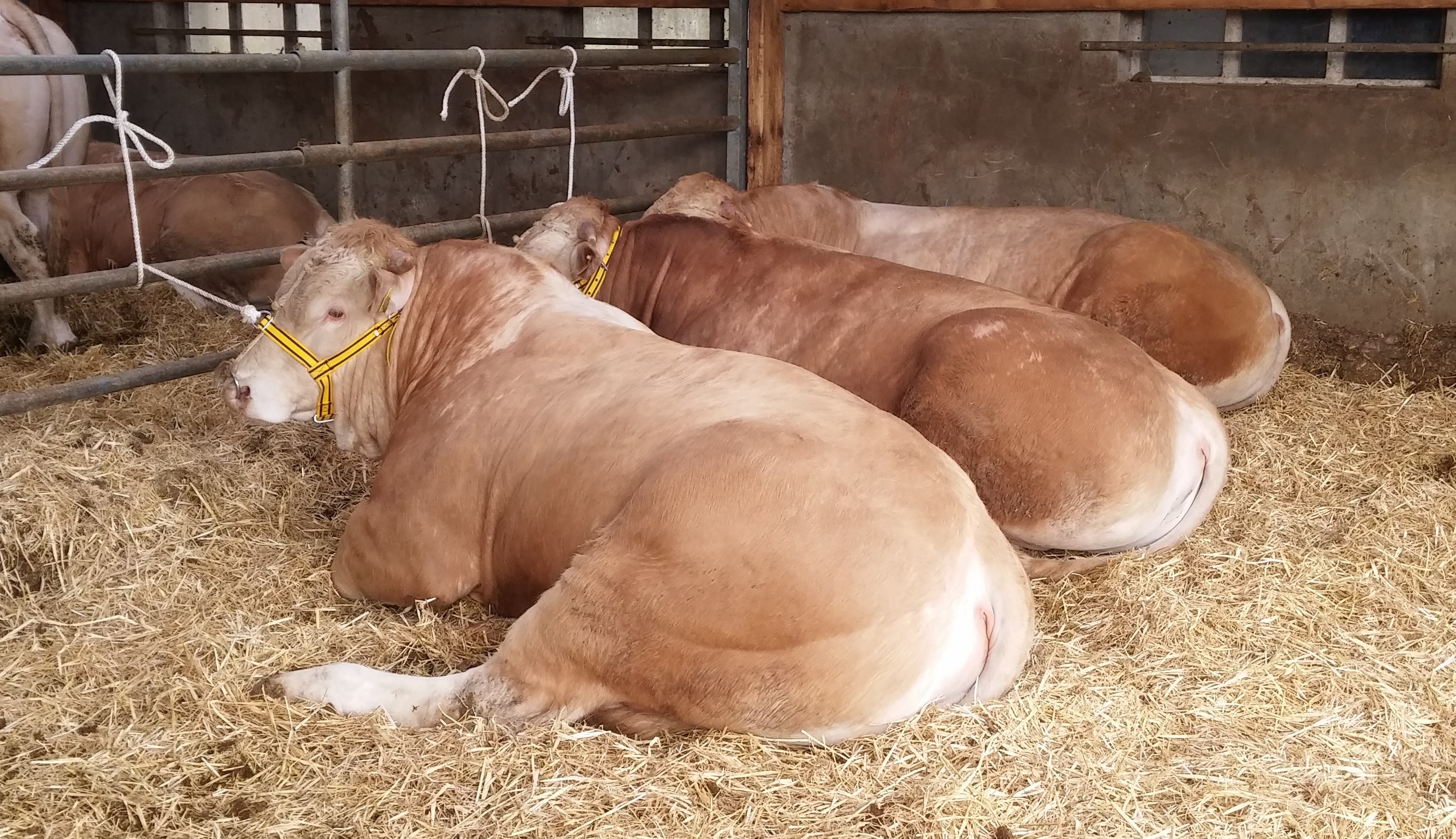 Exterieurscores veilingstieren 29 maart