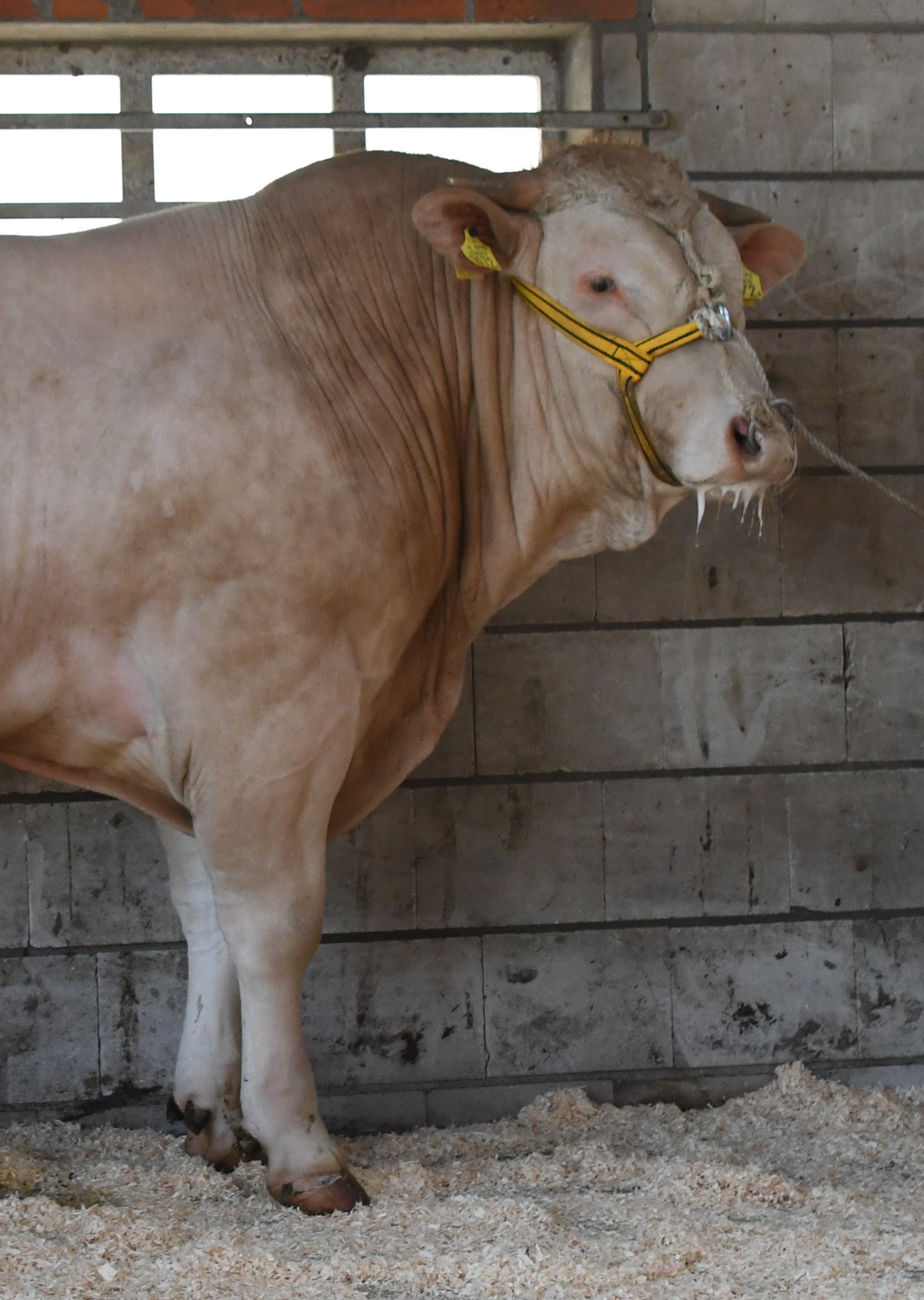 Foto's BAC veilingstieren online