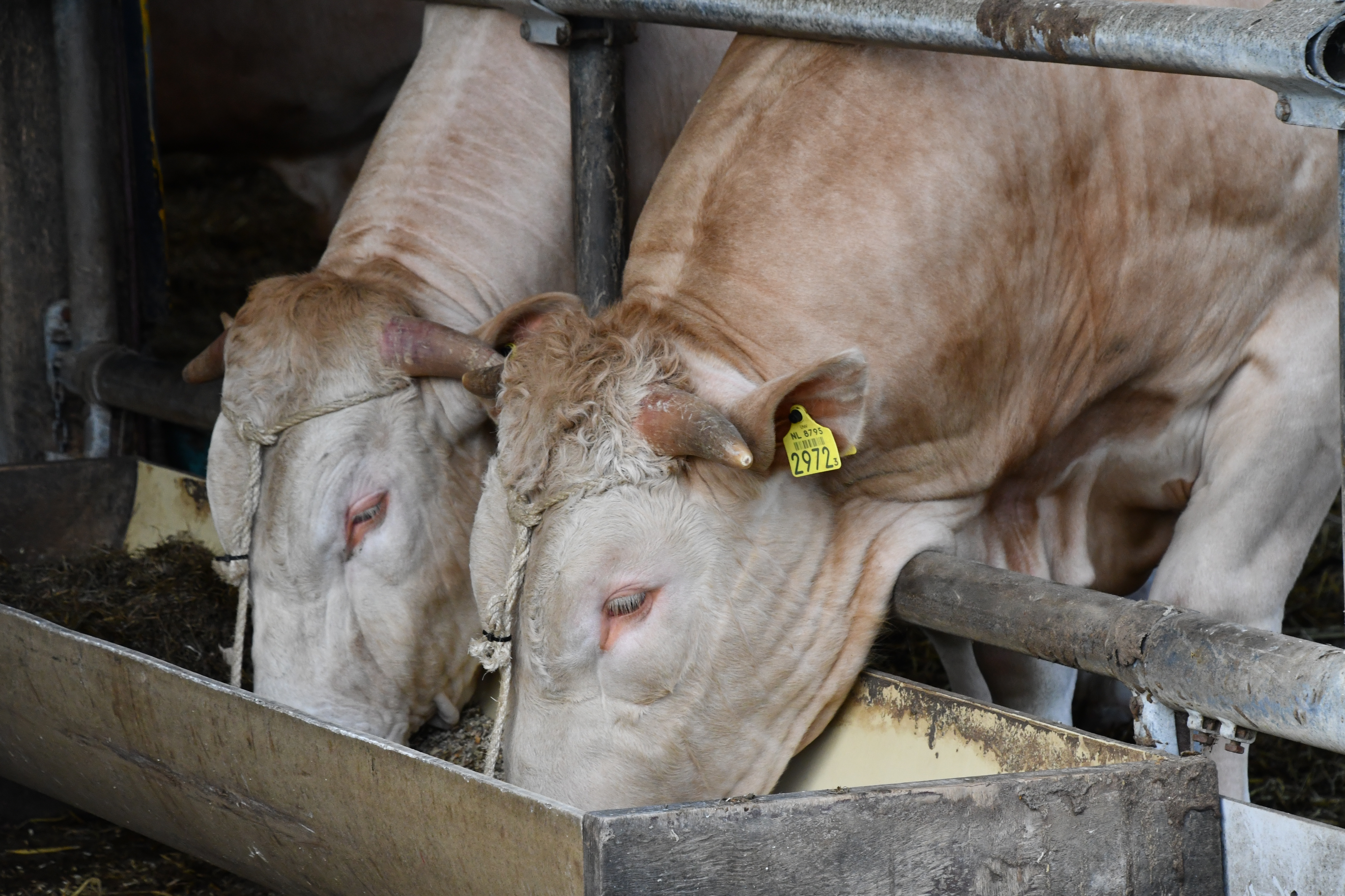 Uitgebreide cijfers en video van de BAC veilingstieren
