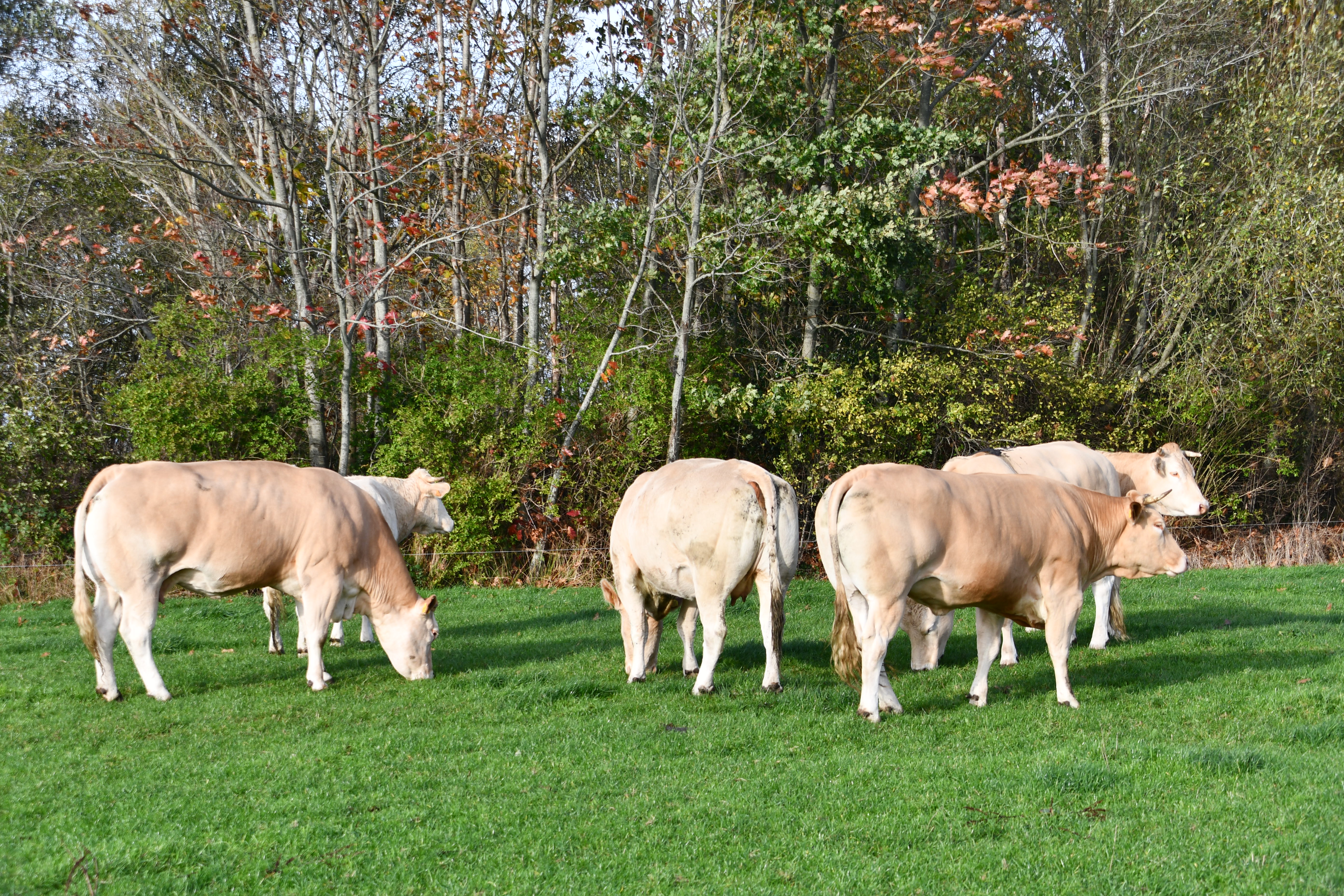 Fokwaarden exterieur koeien