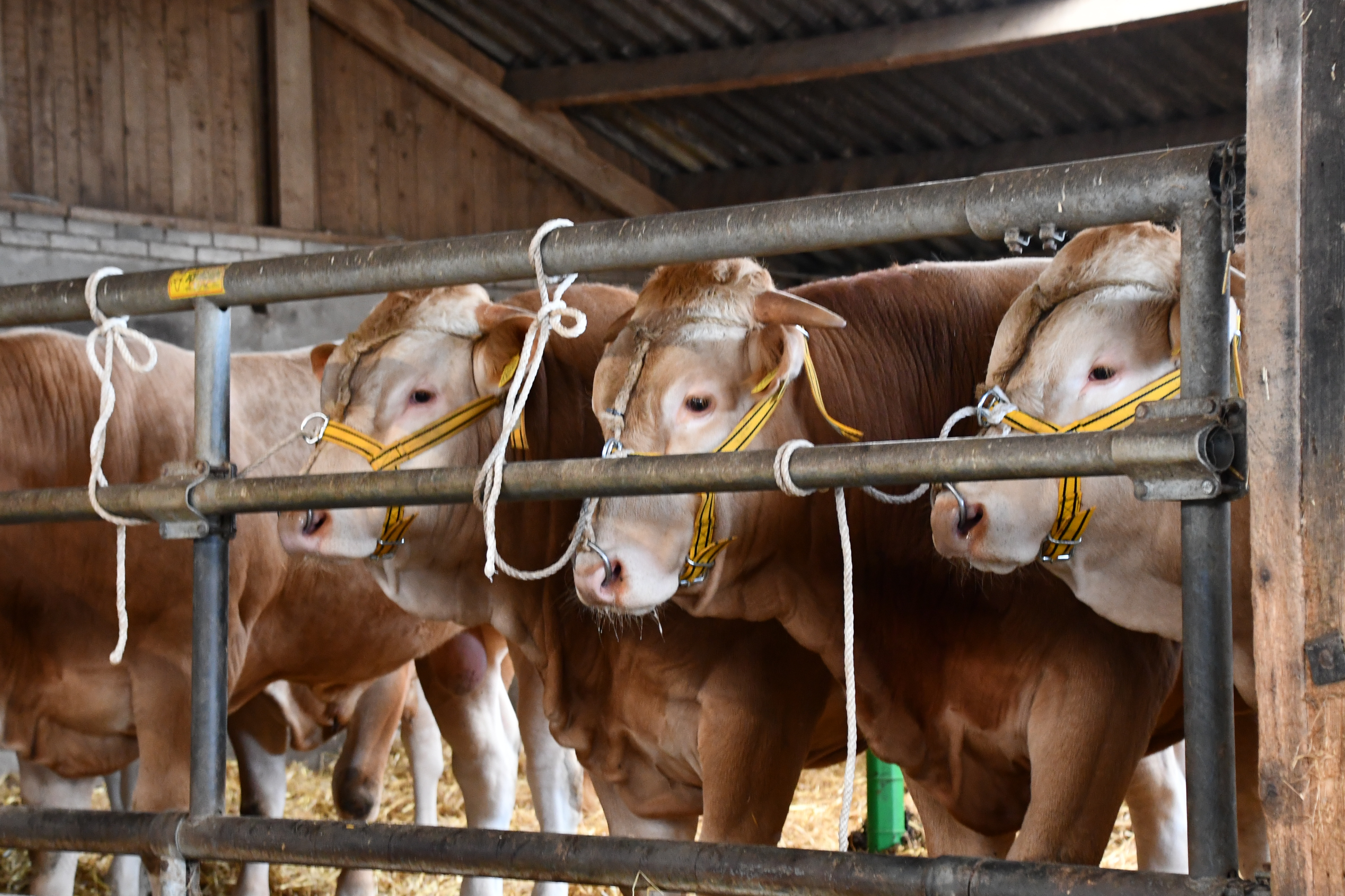 Fotostambomen BAC veilingstieren online