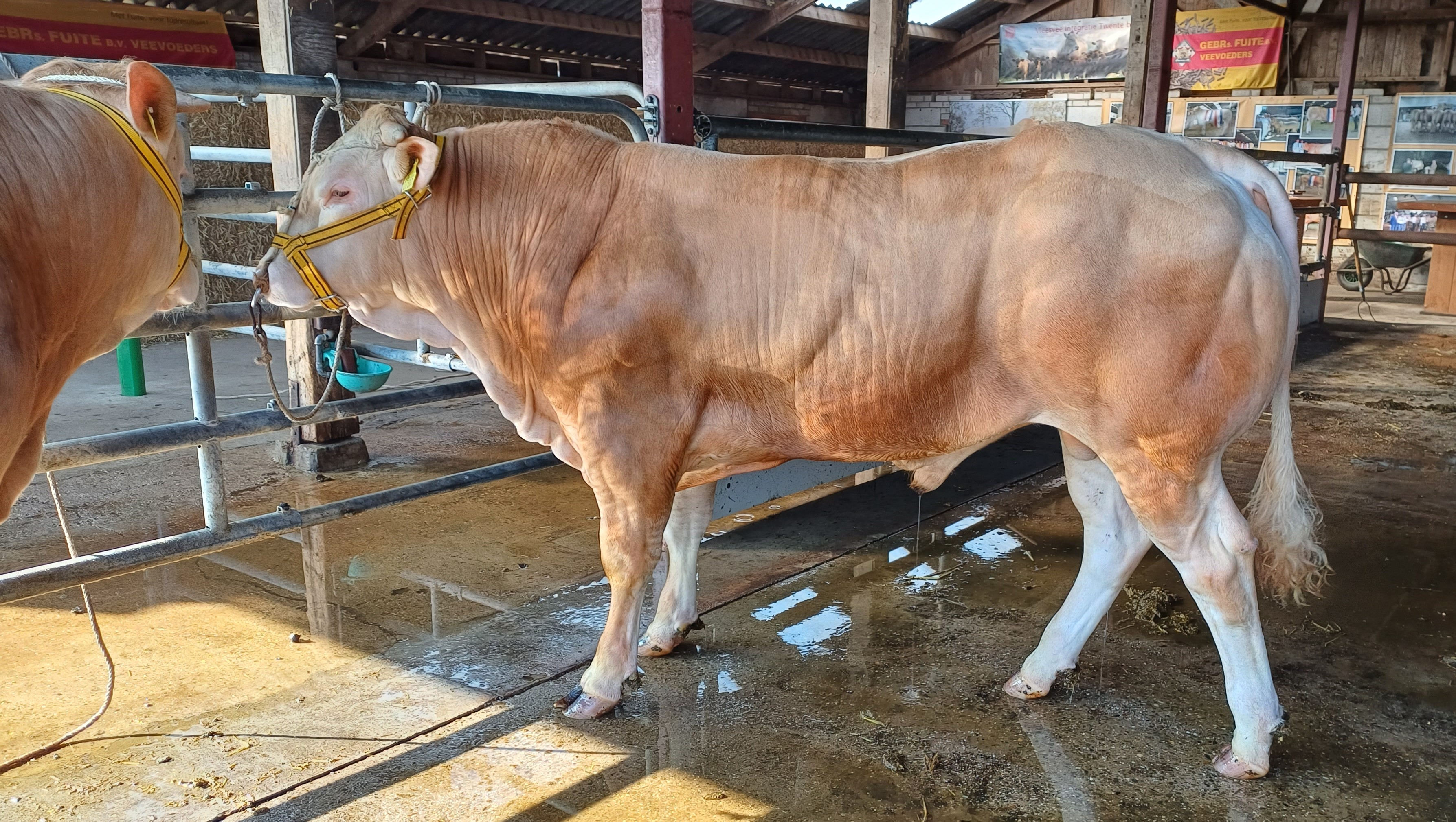 De BAC stieren zijn klaar voor morgen