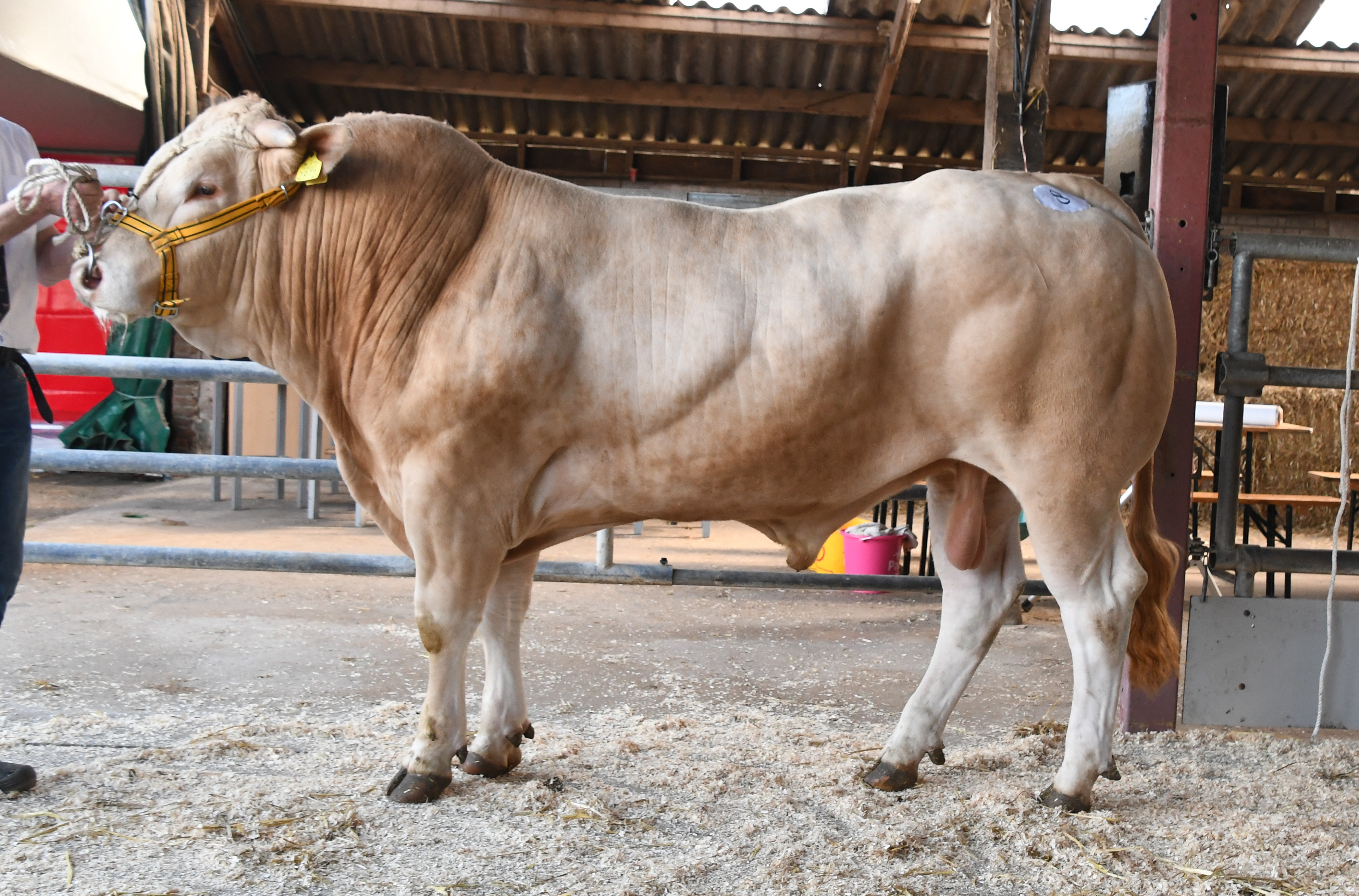 Record bedrag voor BAC Usainbolt op de BAC veiling 