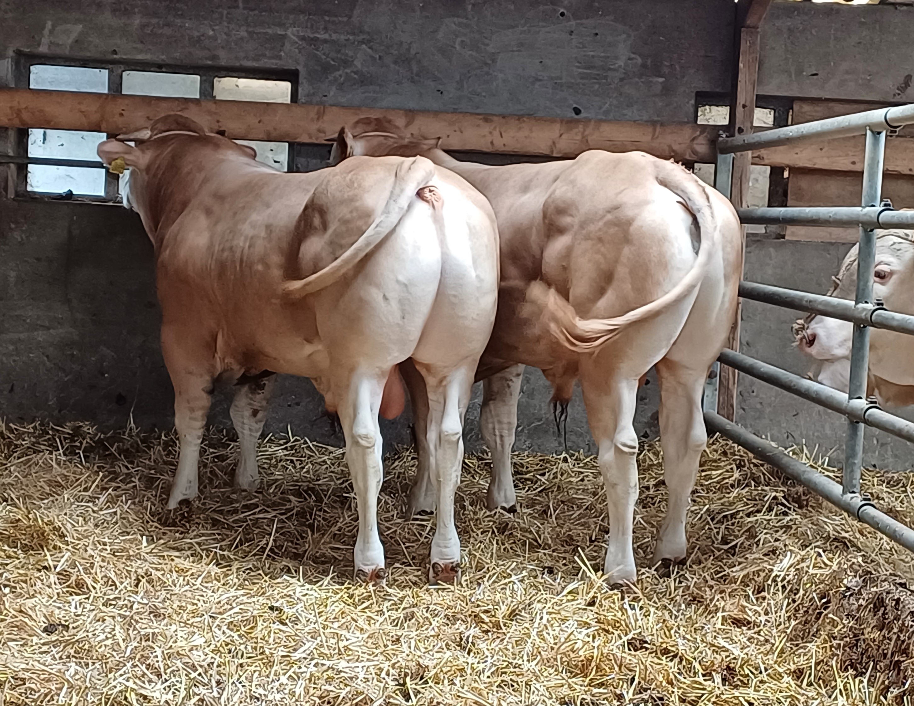 Nieuwe selectie naar BAC opfokstation