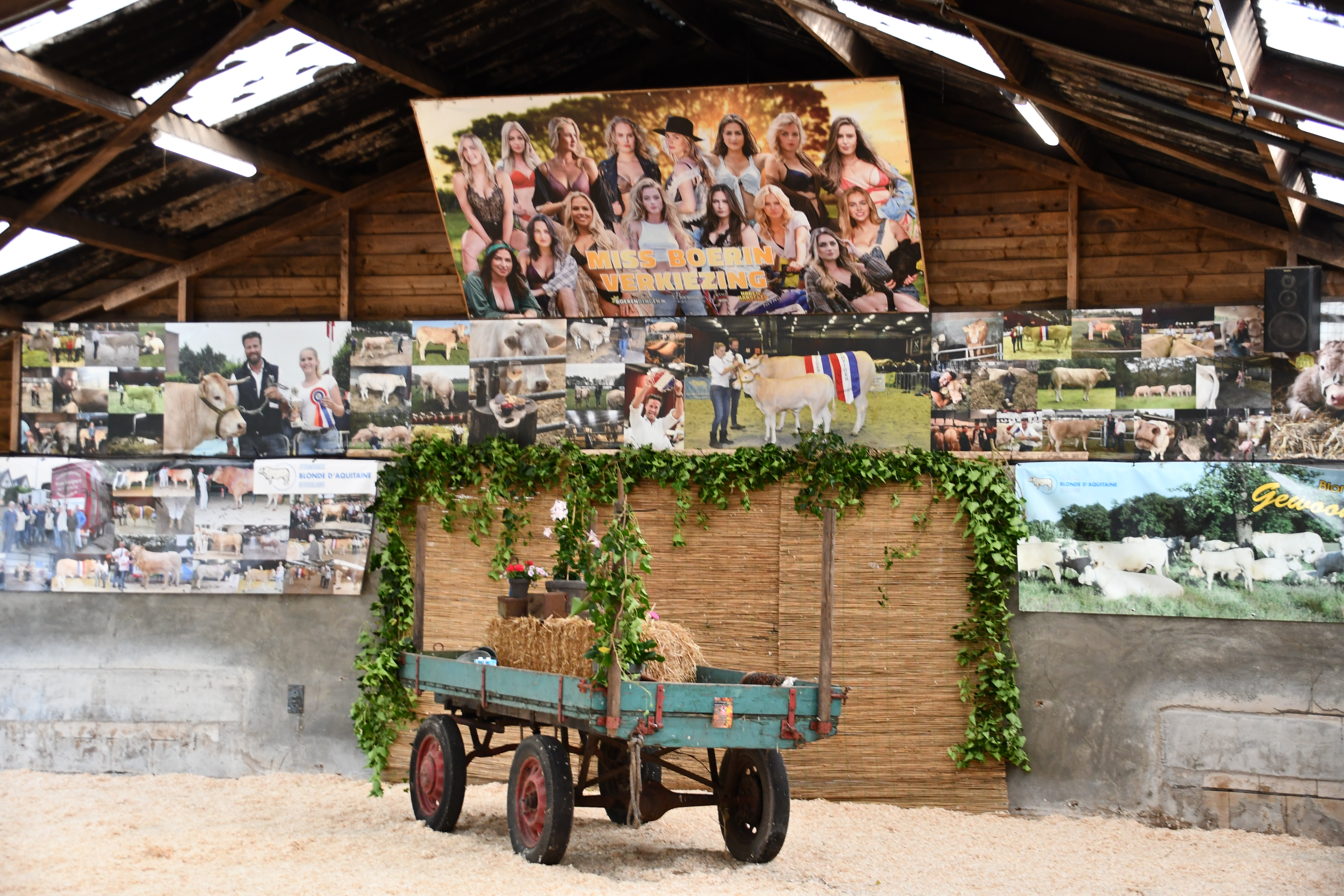 Veel belangstelling voor de jongveekeuring in Koekange